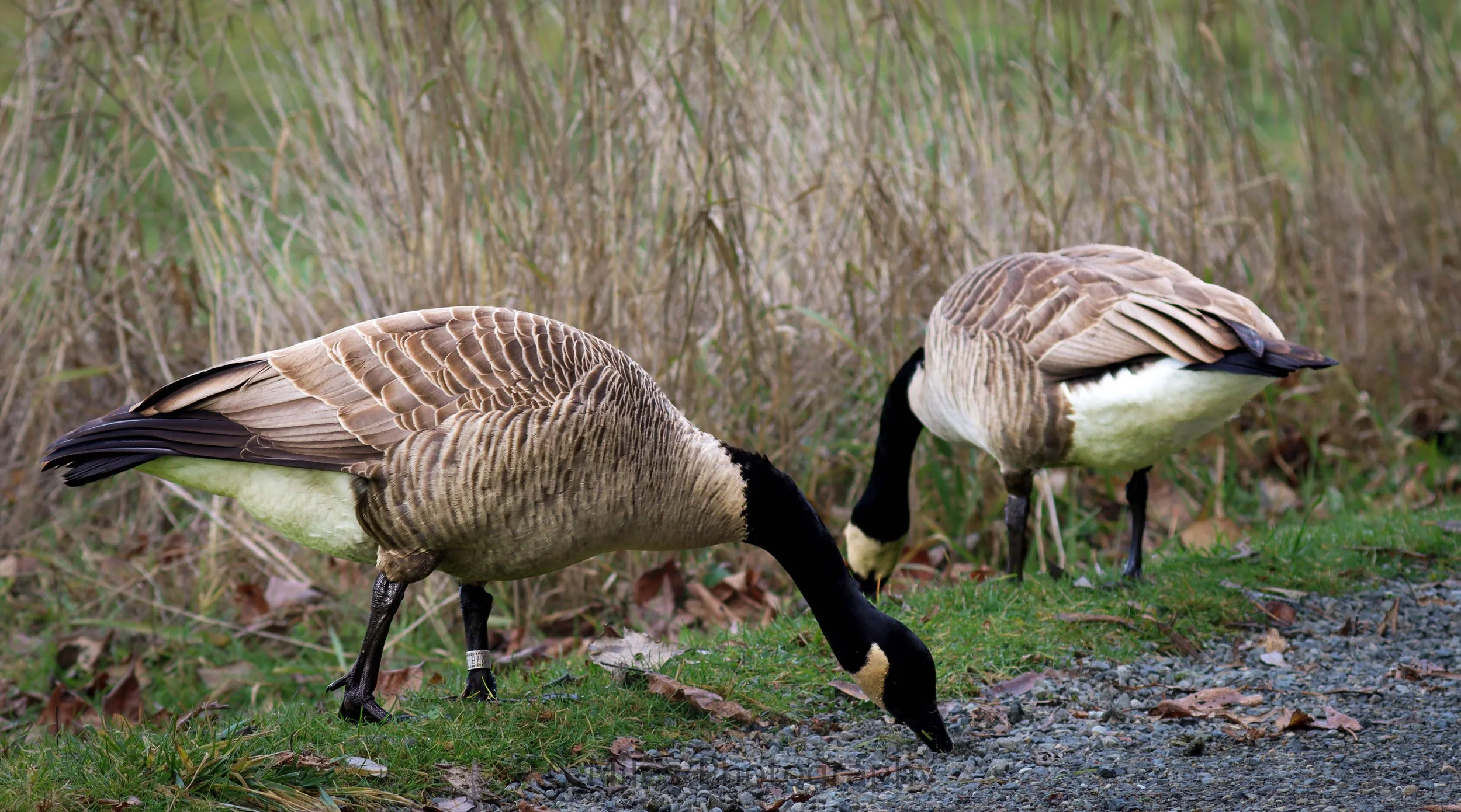 banded canada washington (1 of 1).jpg