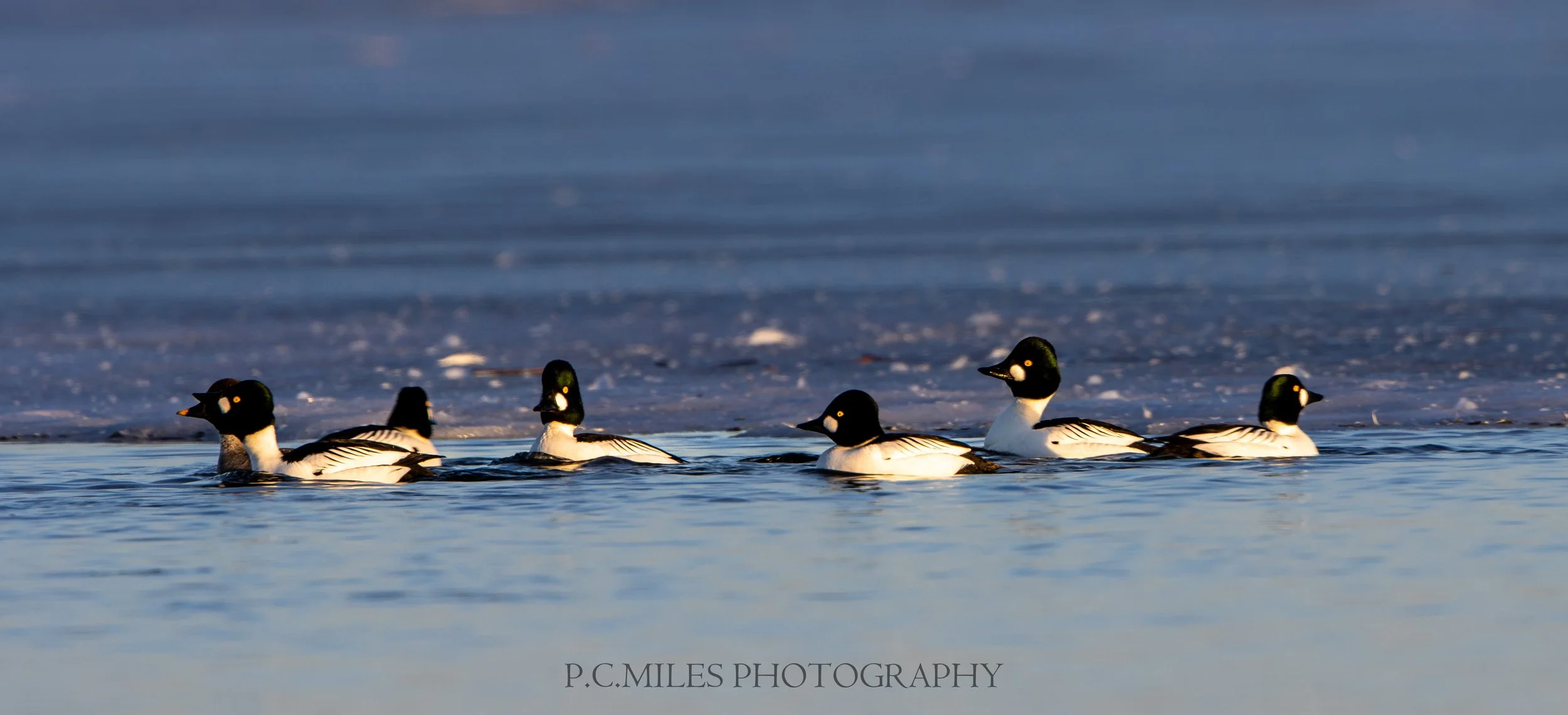 goldeneye swimming group (1 of 1).jpg