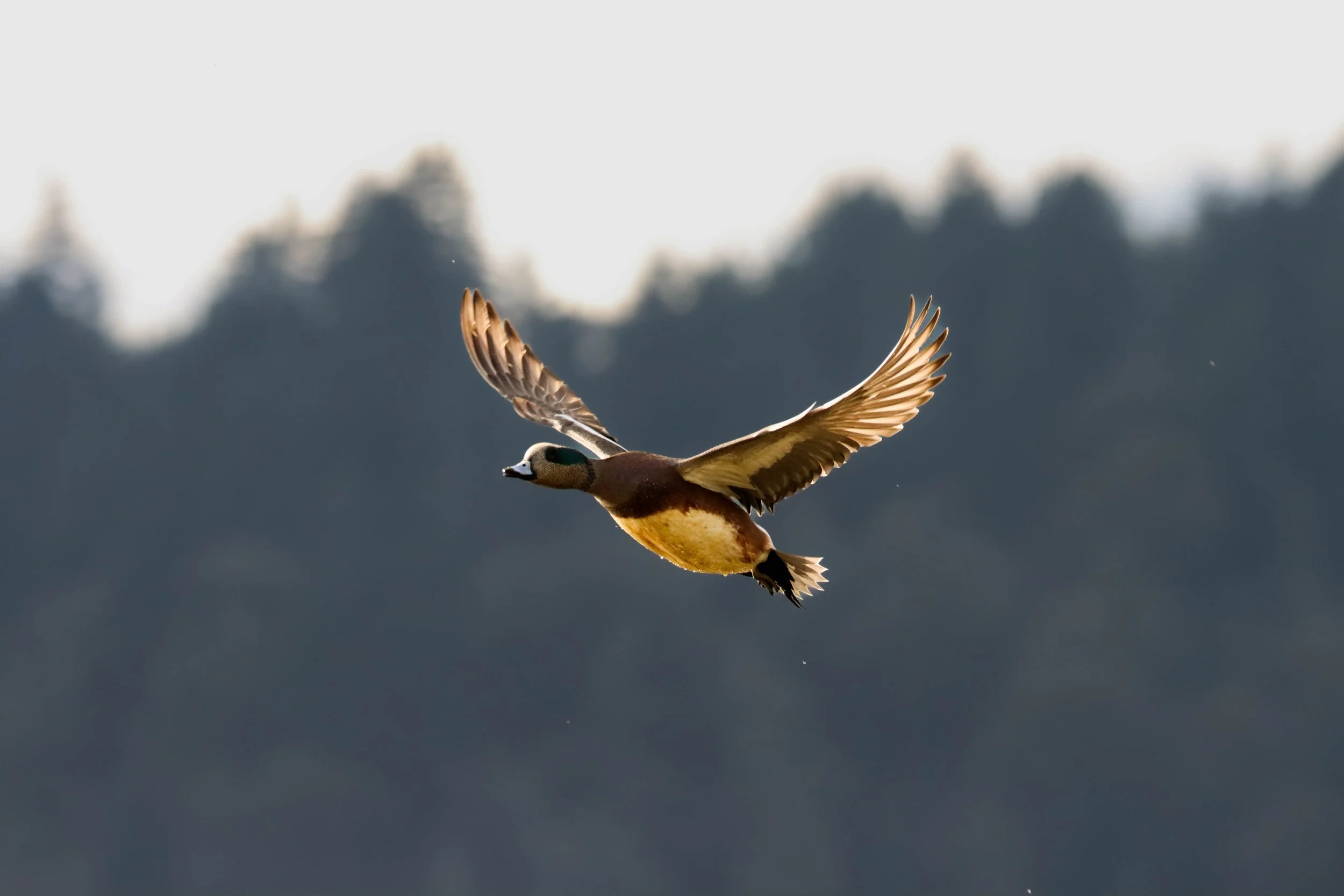 wigeon flight.jpg