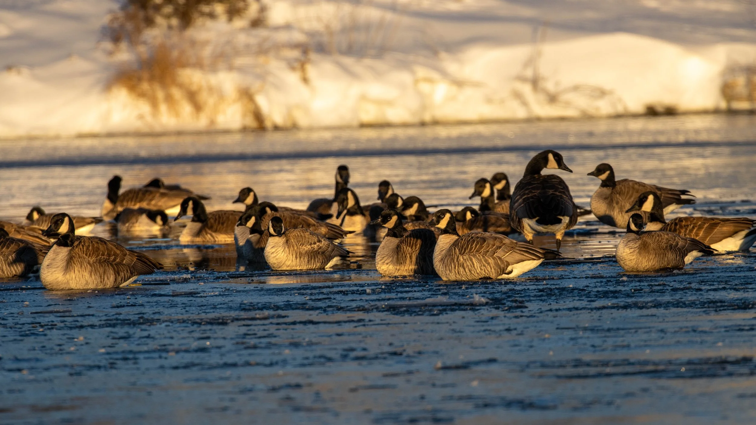 Ice Honkers.jpg