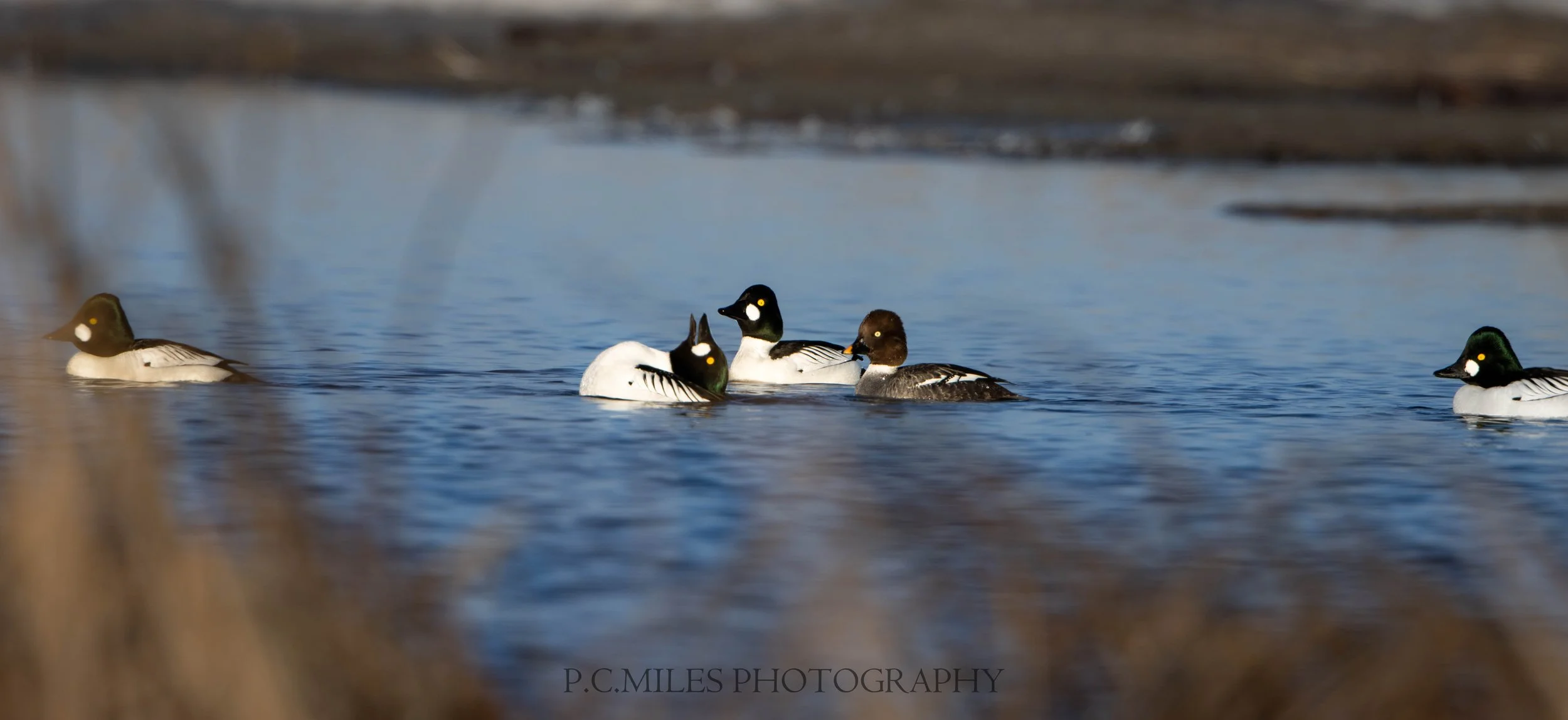 courting goldeneyes (1 of 1).jpg