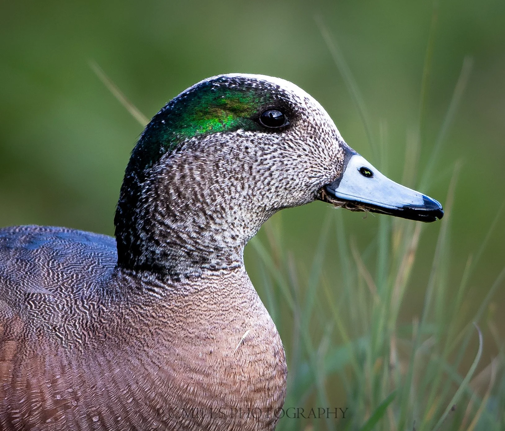 Dabbling Ducks