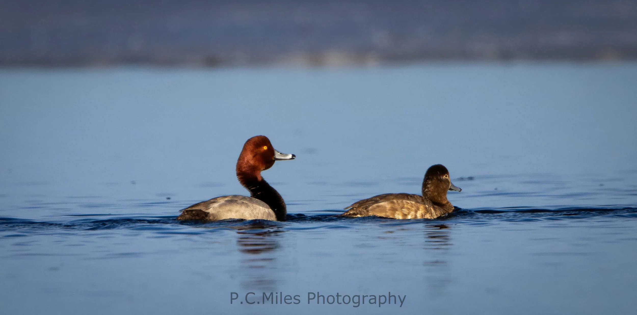 redhead pair (1 of 1).jpg