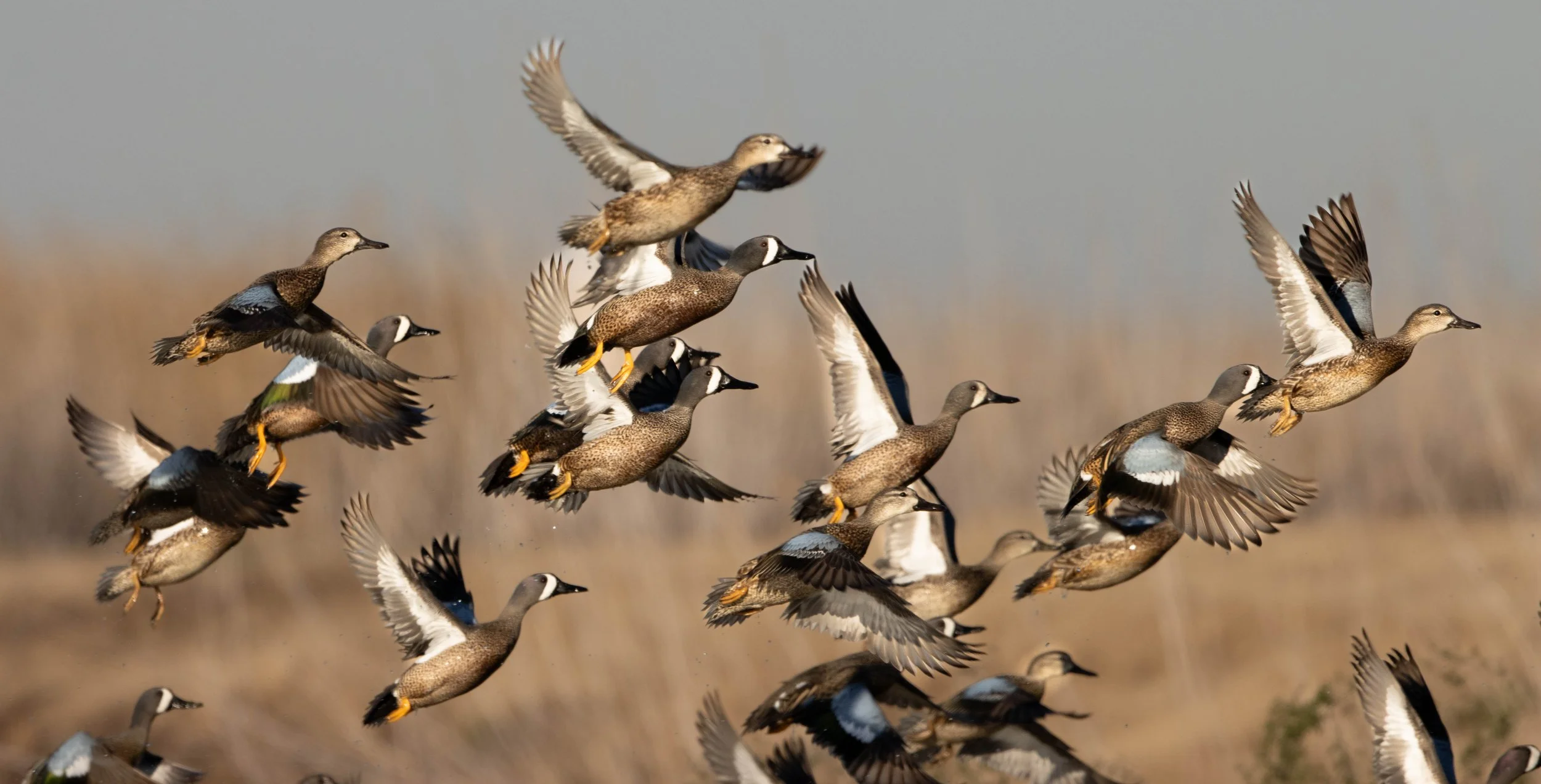 Blue-Winged Teal Flush