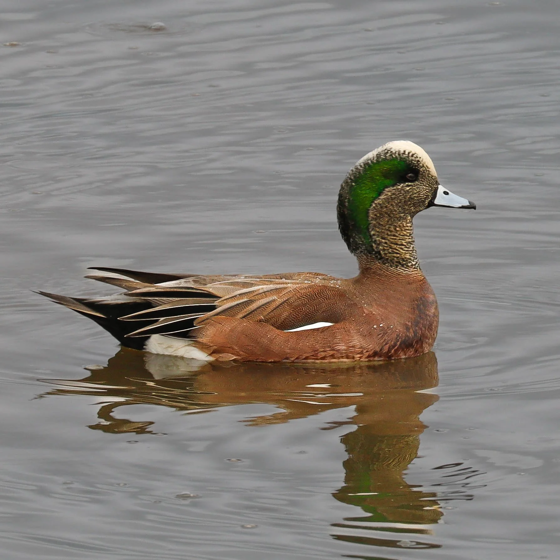 wigeon profile.jpg