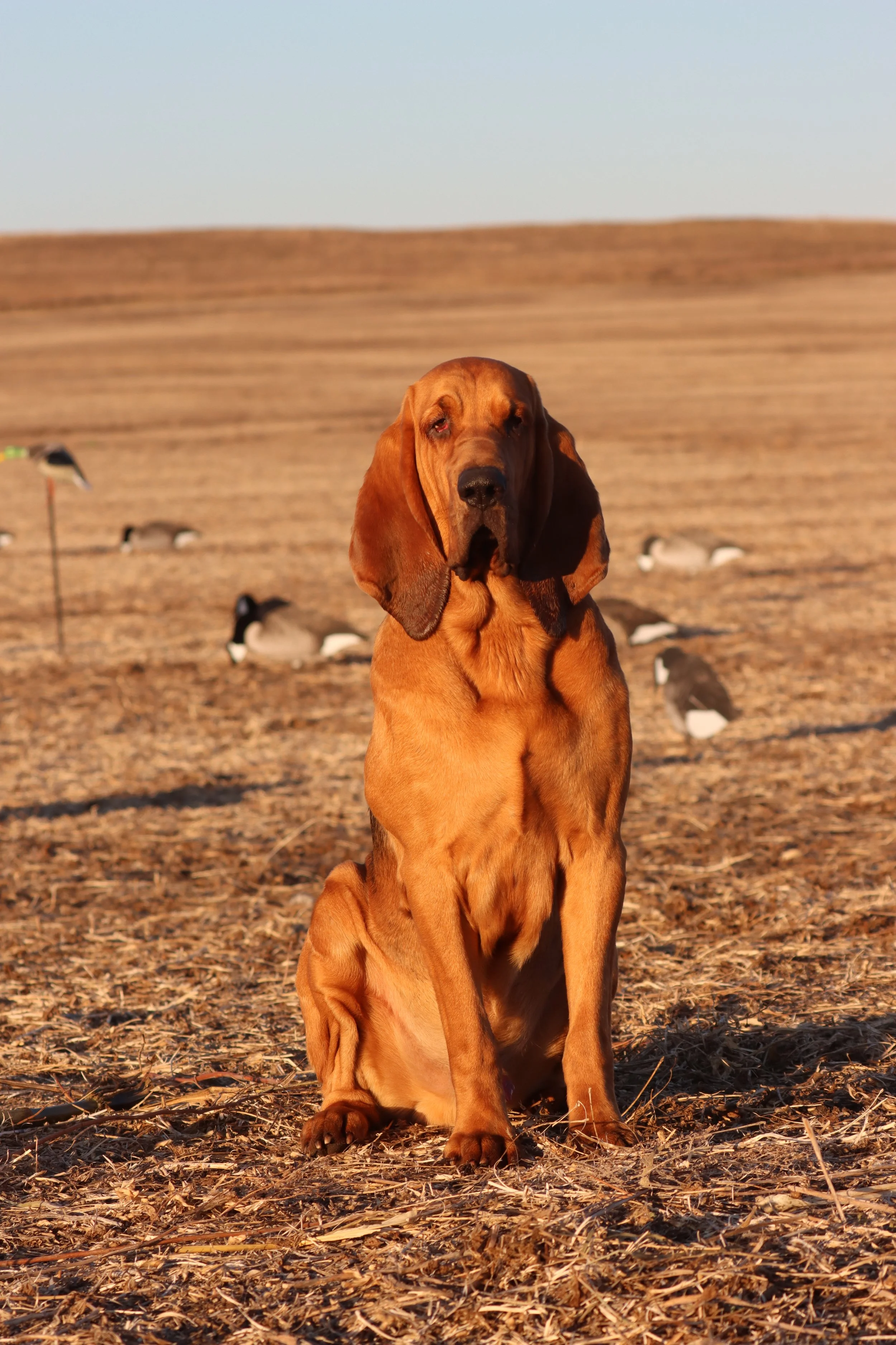 clyde in decoys.JPG