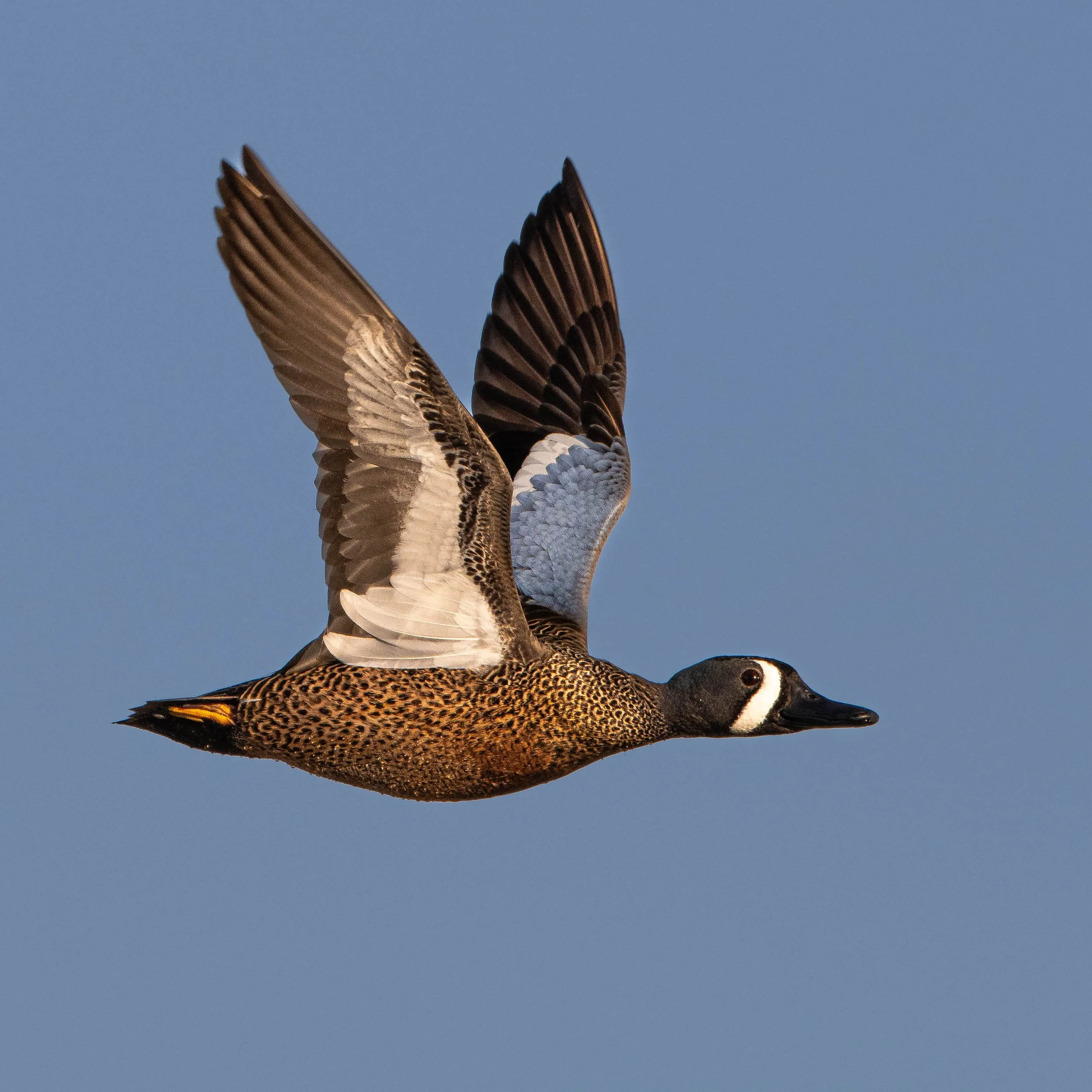 drake bwt flying3.jpg