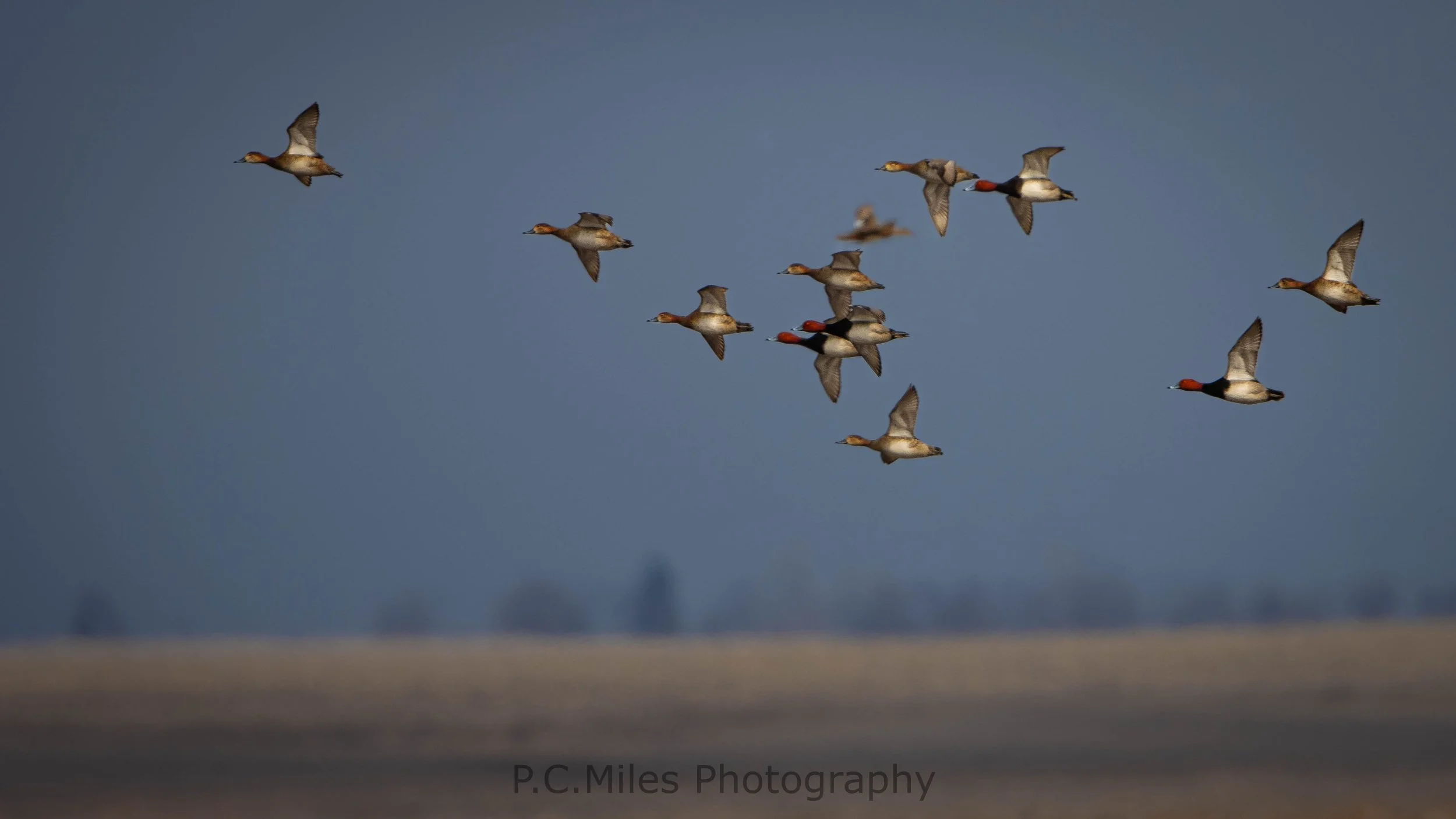 redhead flock flying (1 of 1).jpg