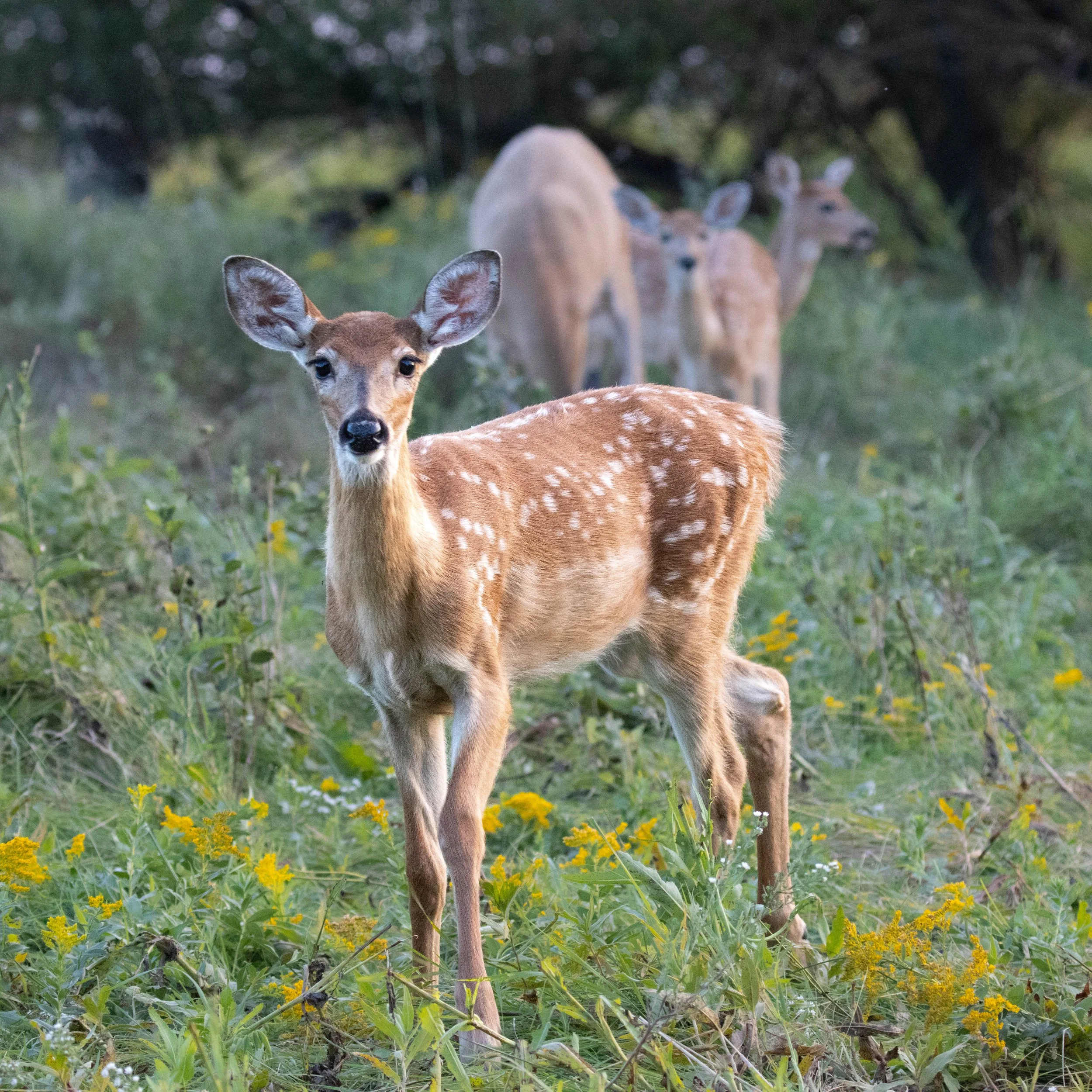north dakota fawn (1 of 1).jpg