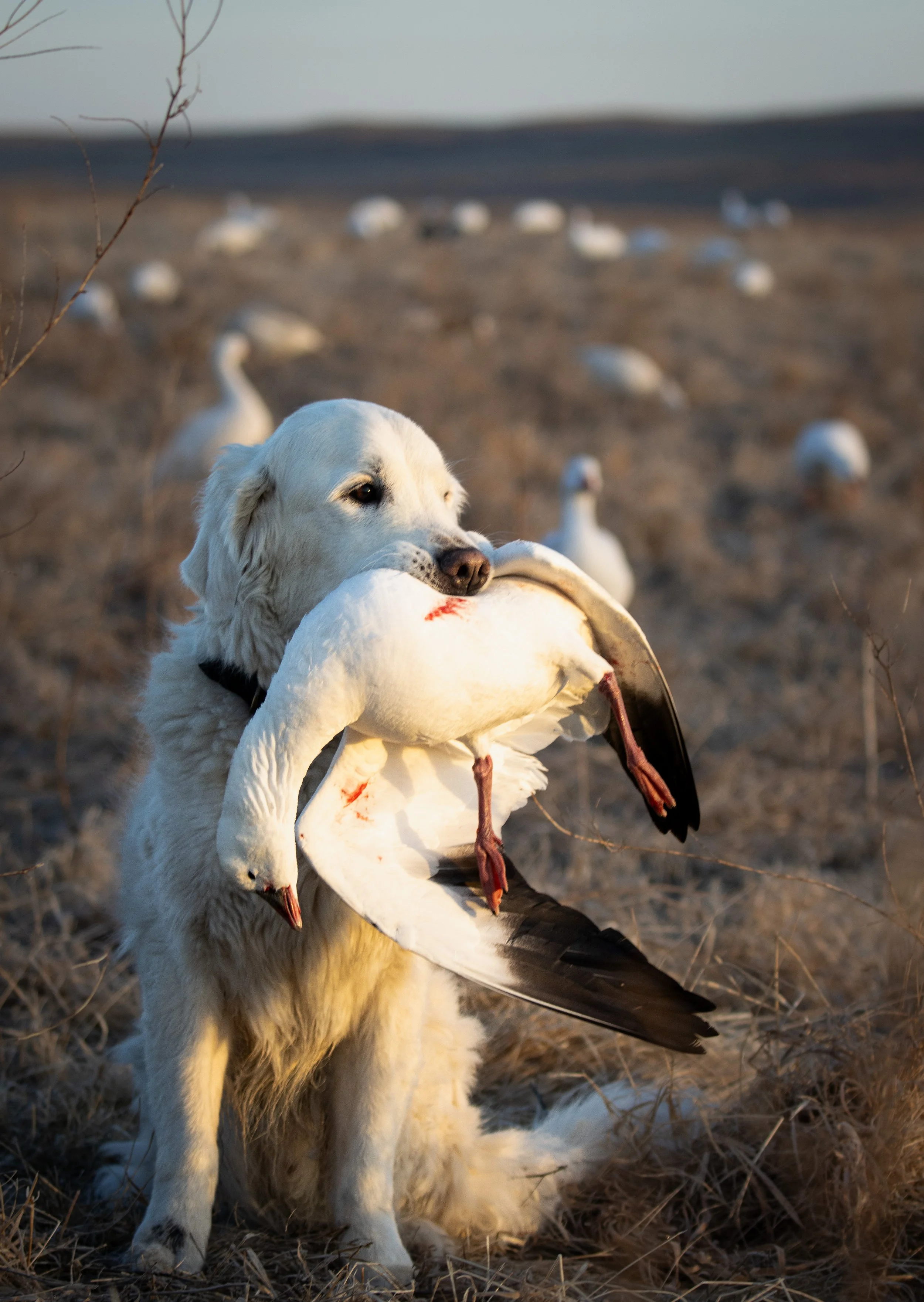 george snow retrieve (1 of 1).jpg