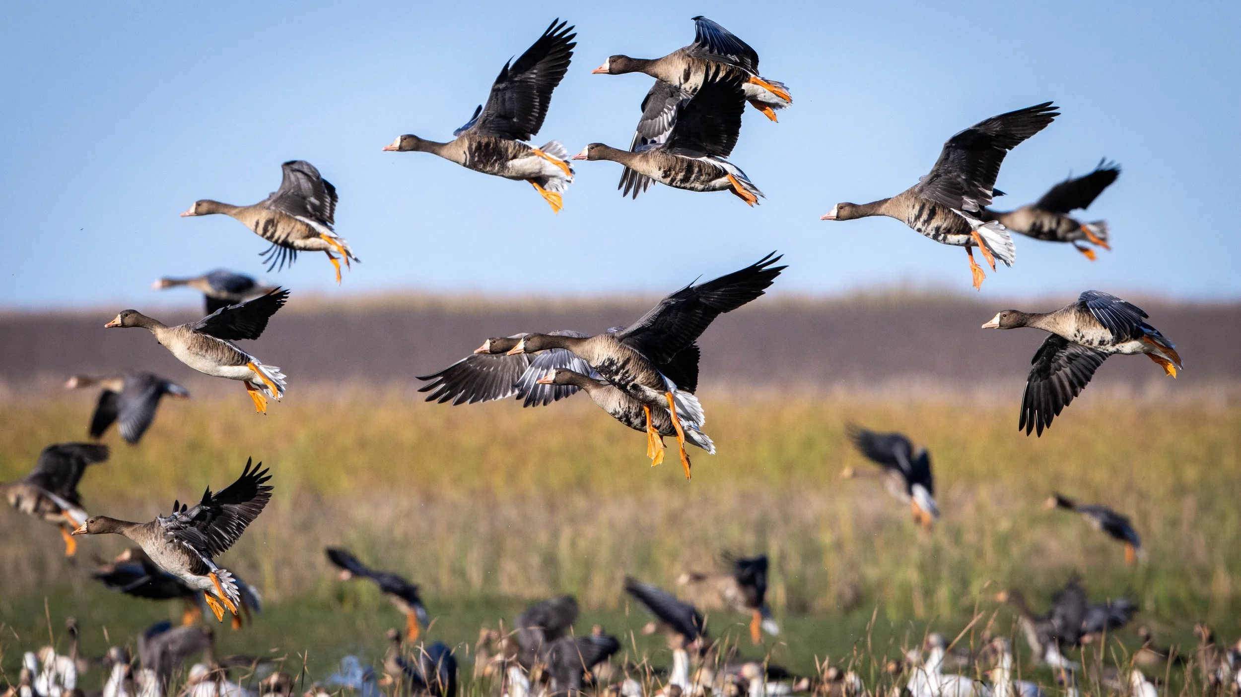 spec big group flyby 3.jpg