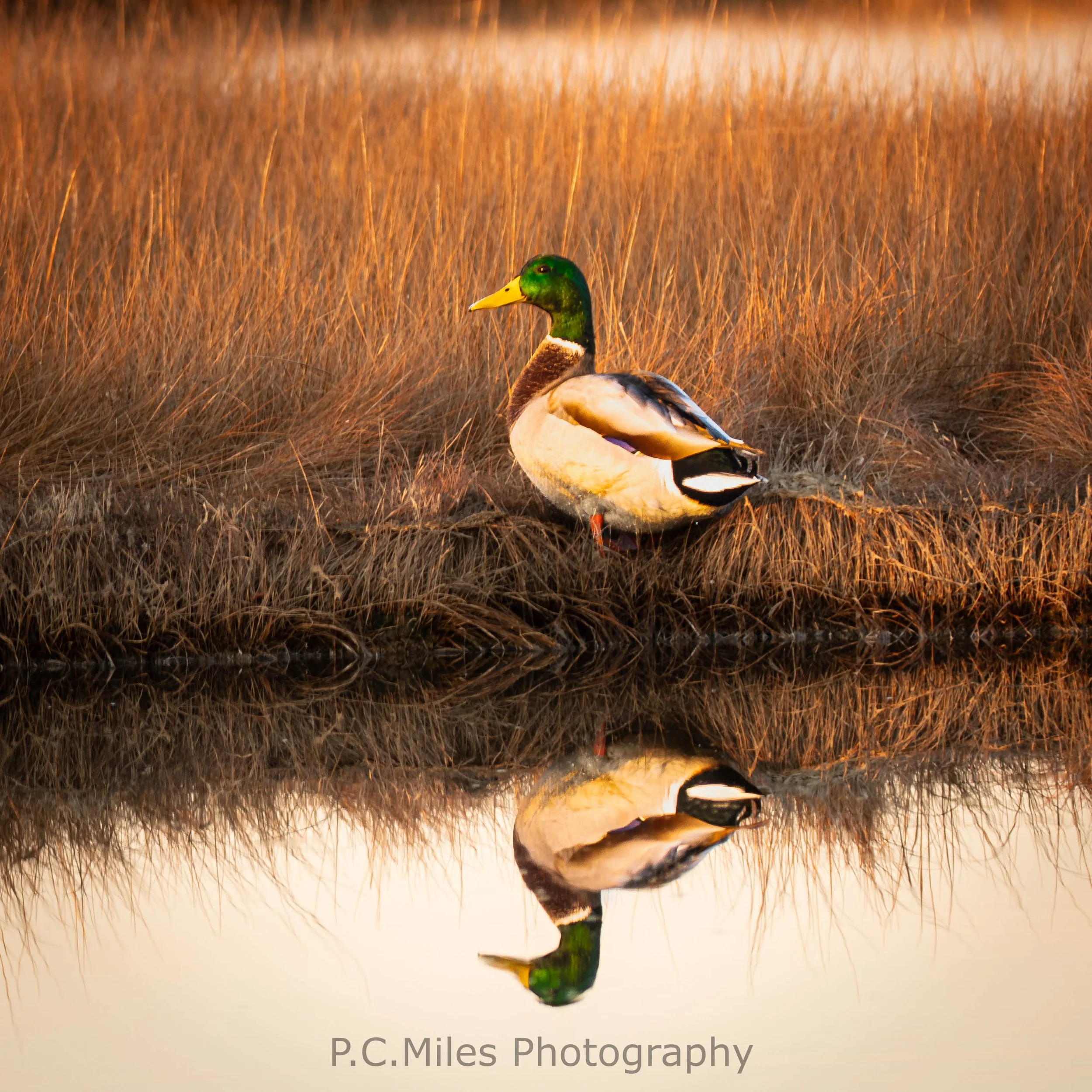 maine mallard reflection (1 of 1).jpg