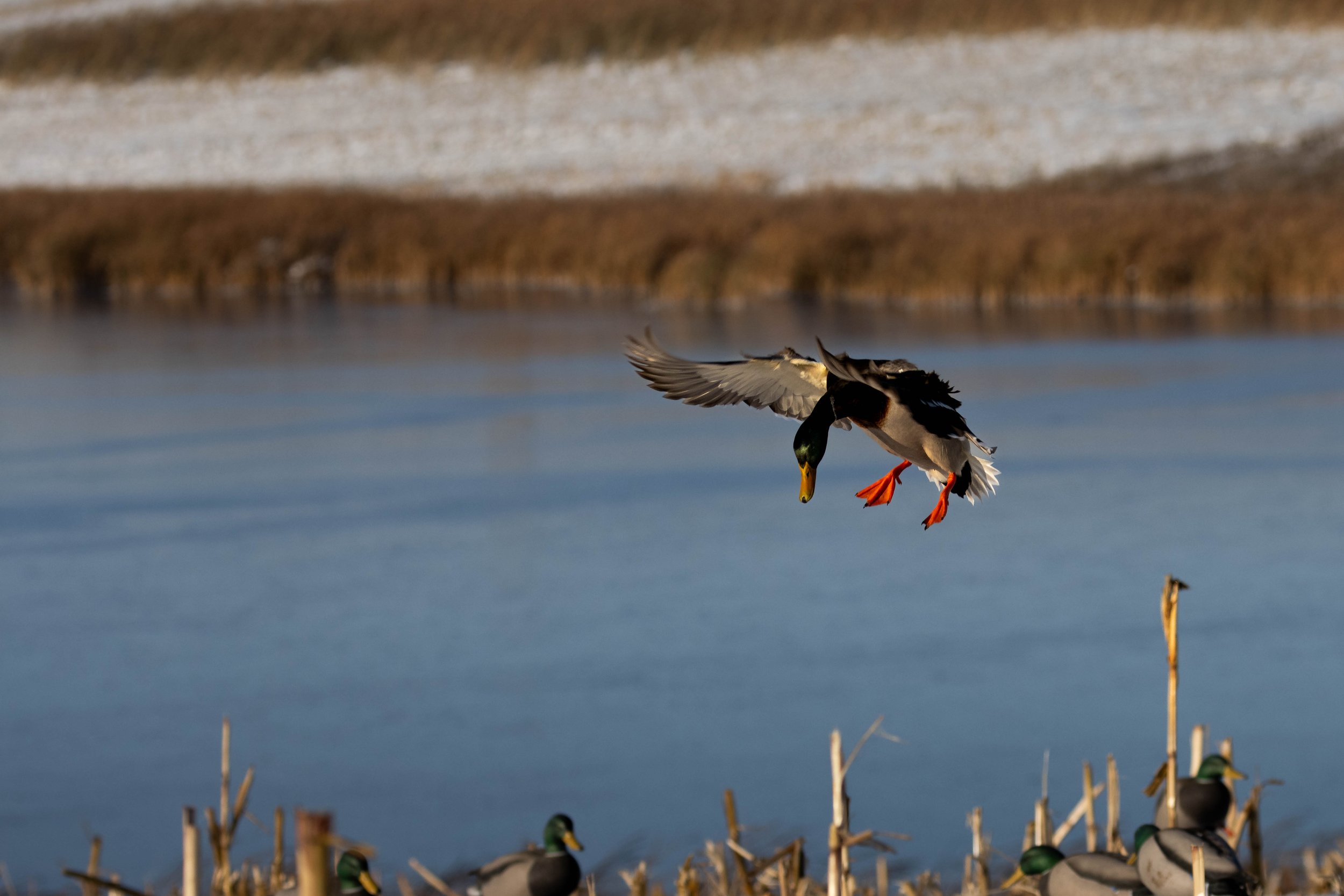 Decoying Mallard.jpg