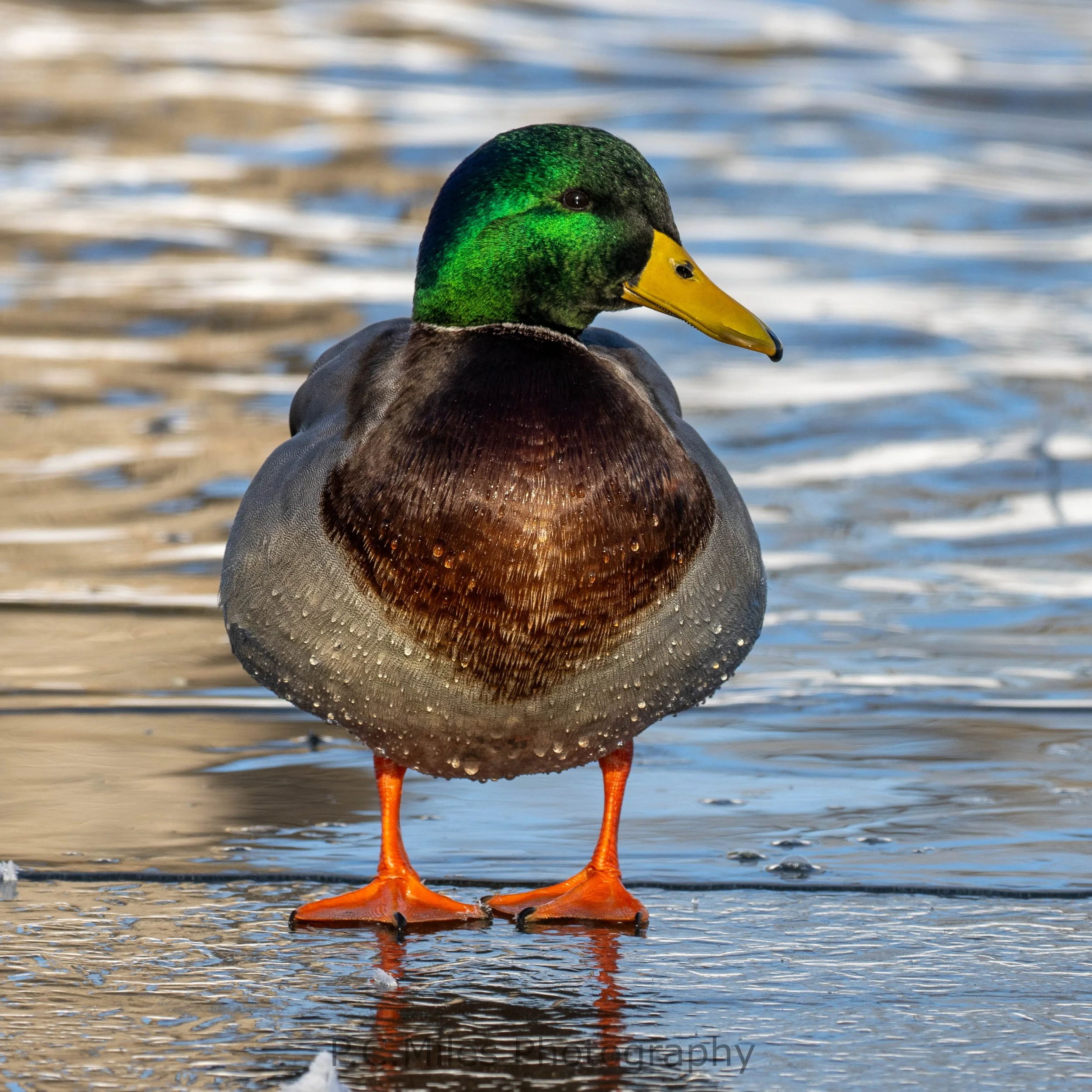 Kansas Greenhead (1 of 1).jpg