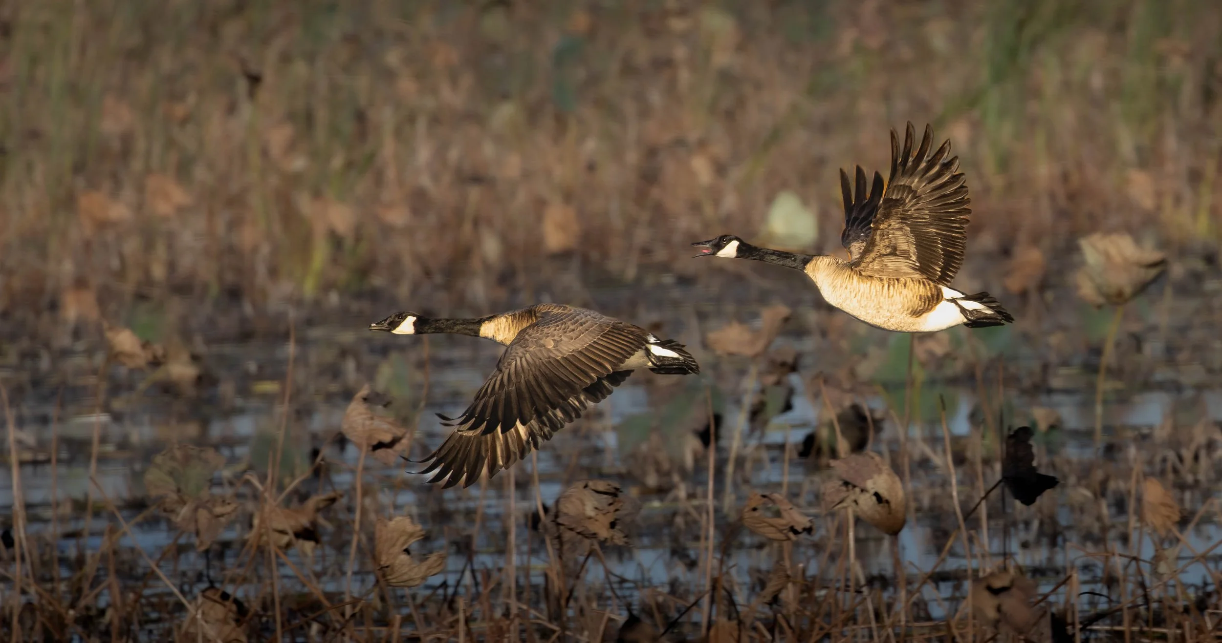 squaw creek geese.jpg