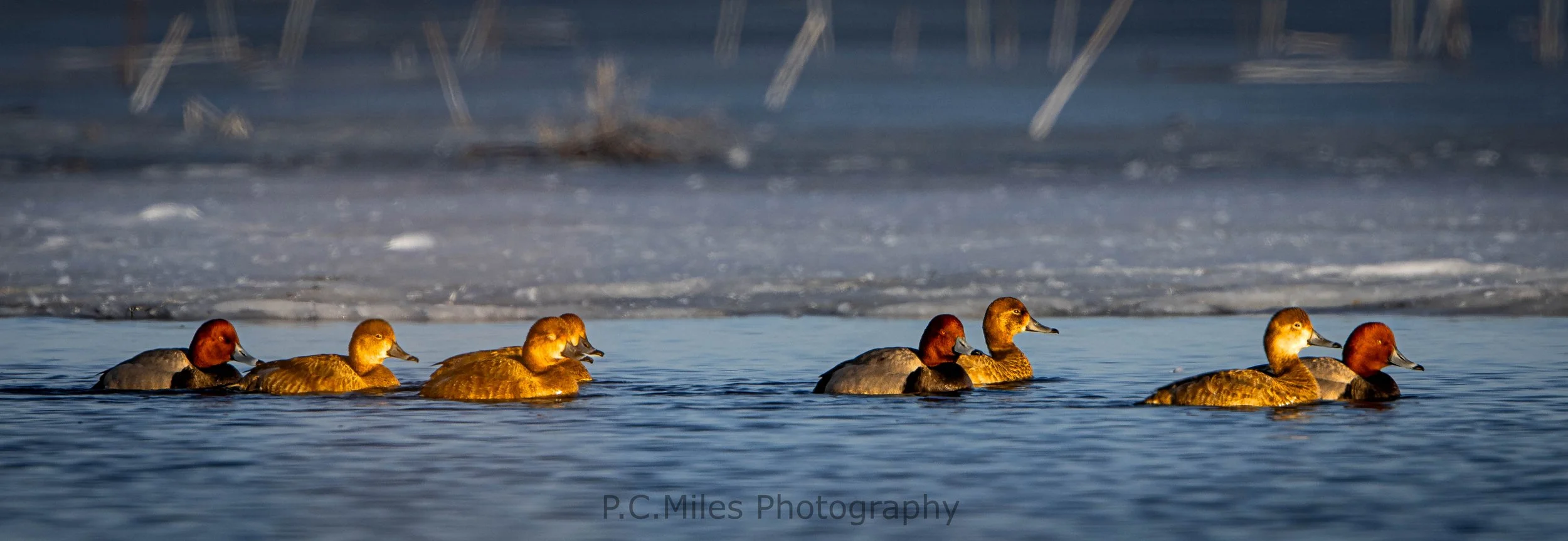 redhead flock (1 of 1).jpg