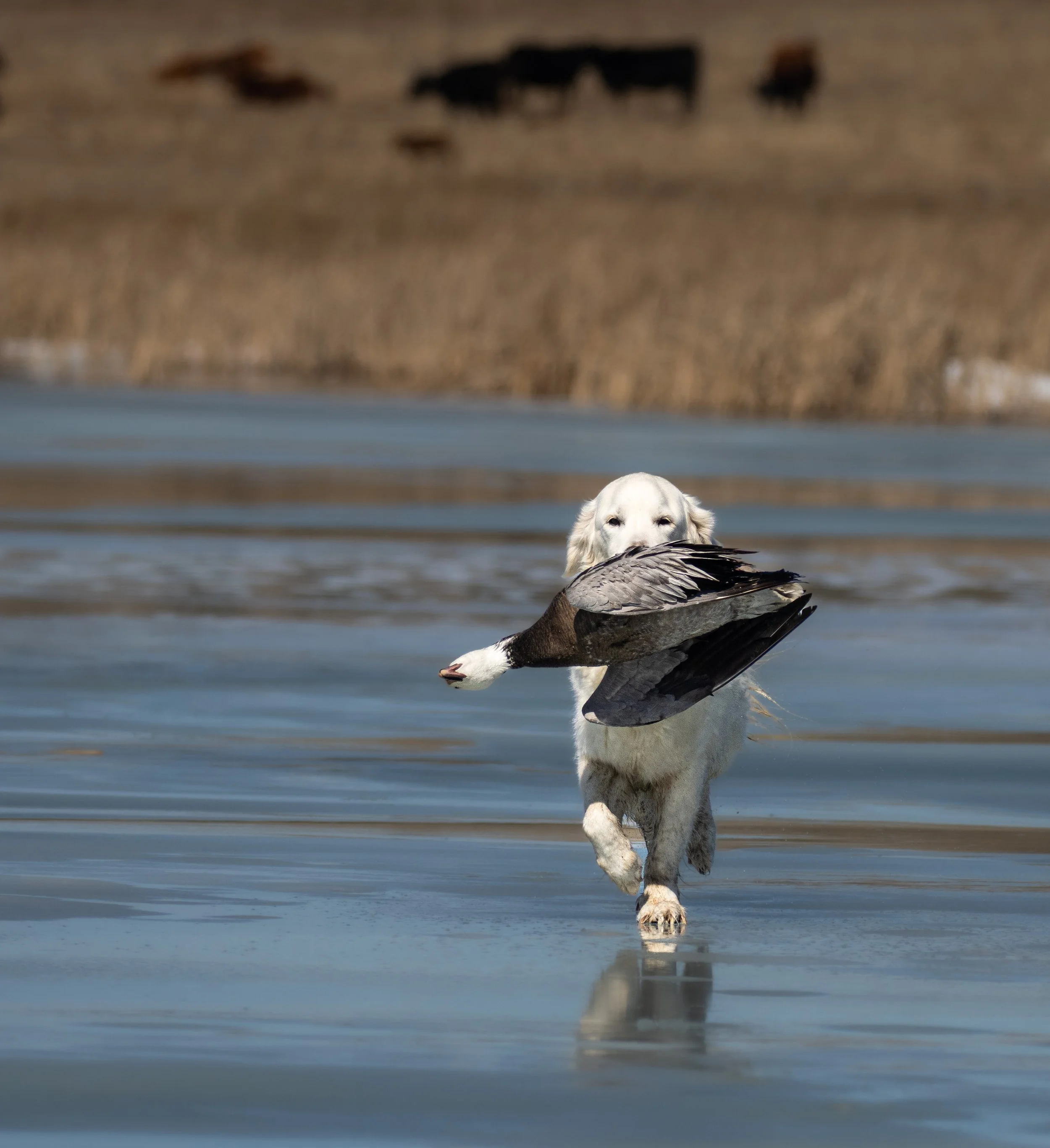 george with blue goose (1 of 1).jpg