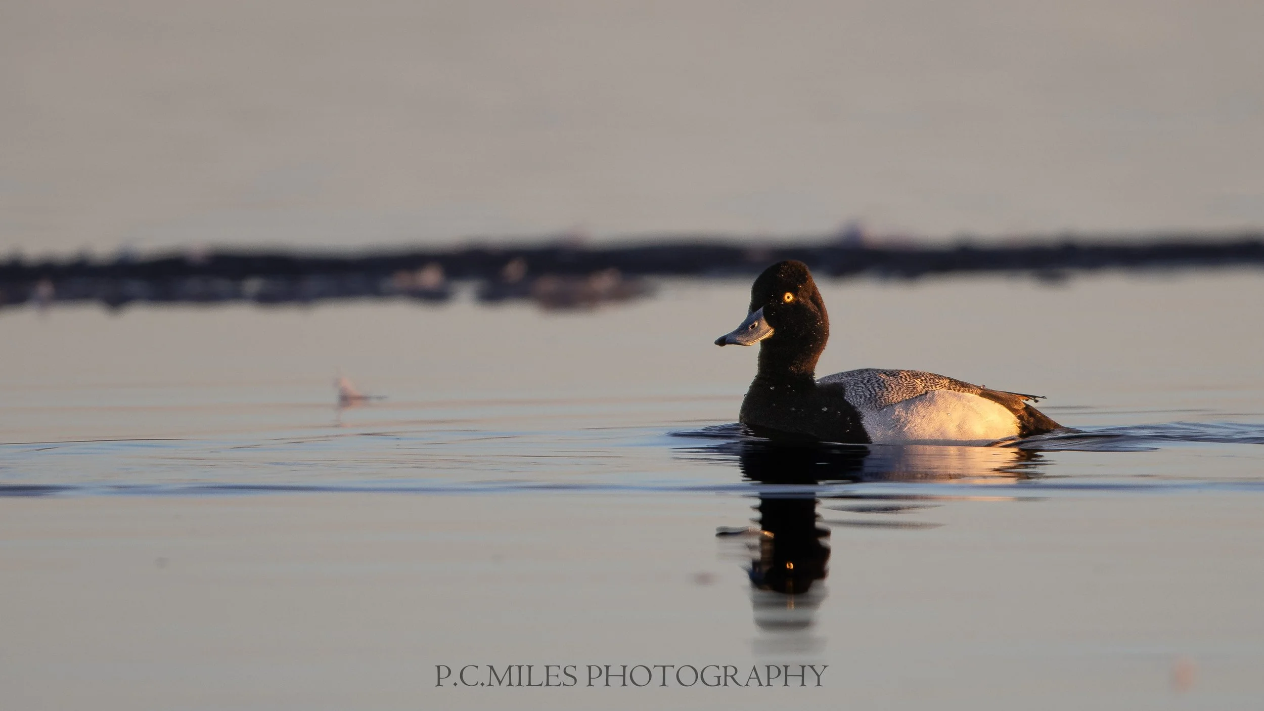 scaup reflection (1 of 1).jpg