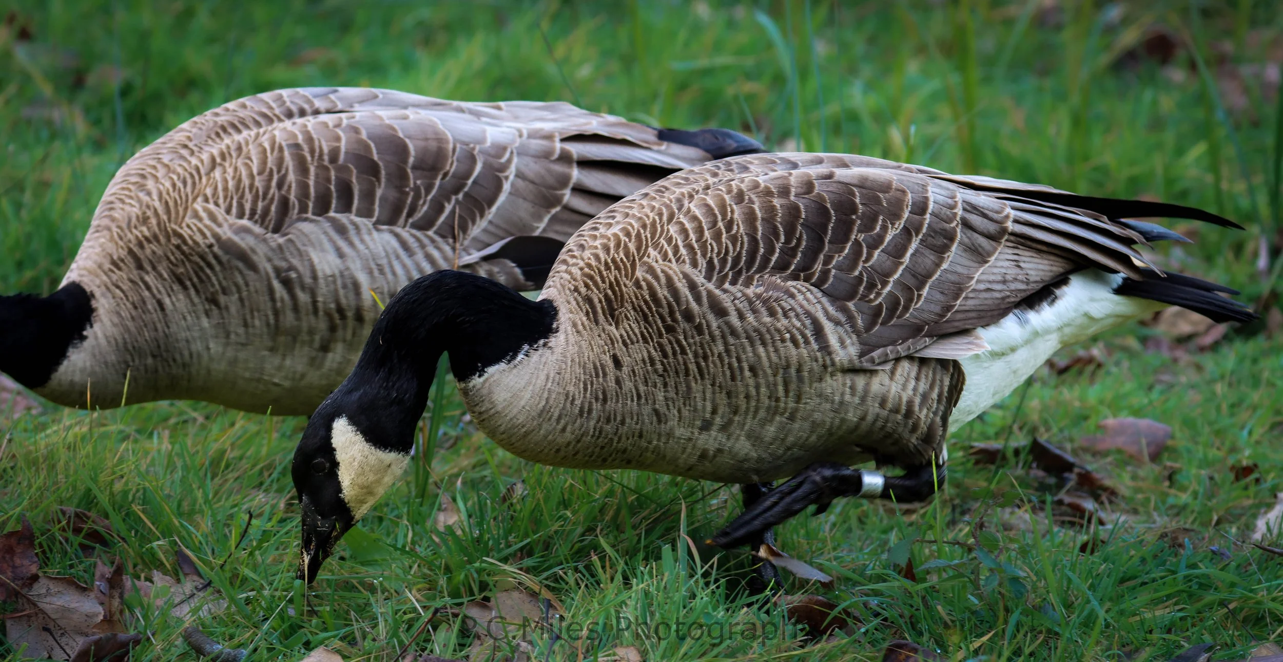 Banded Waterfowl