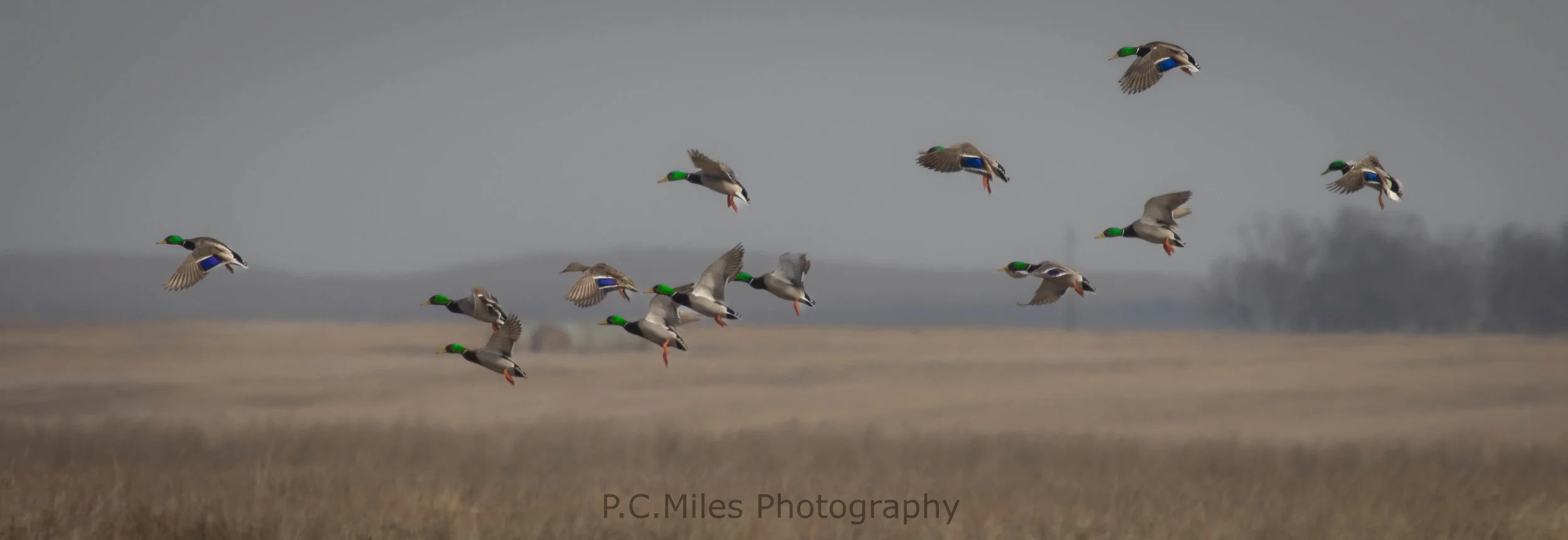 mallard courtship flight (1 of 1).jpg