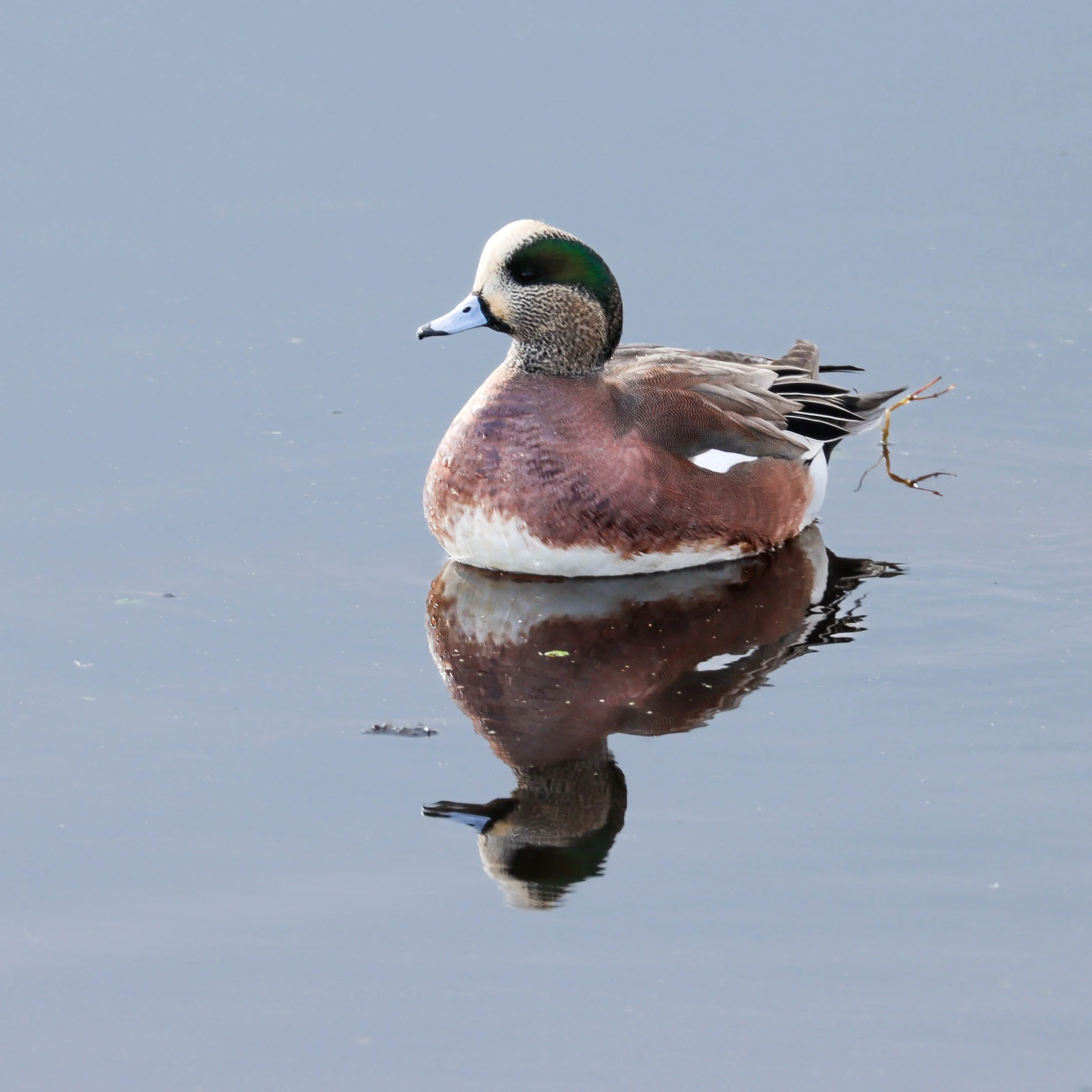 Wigeon Reflection.jpg