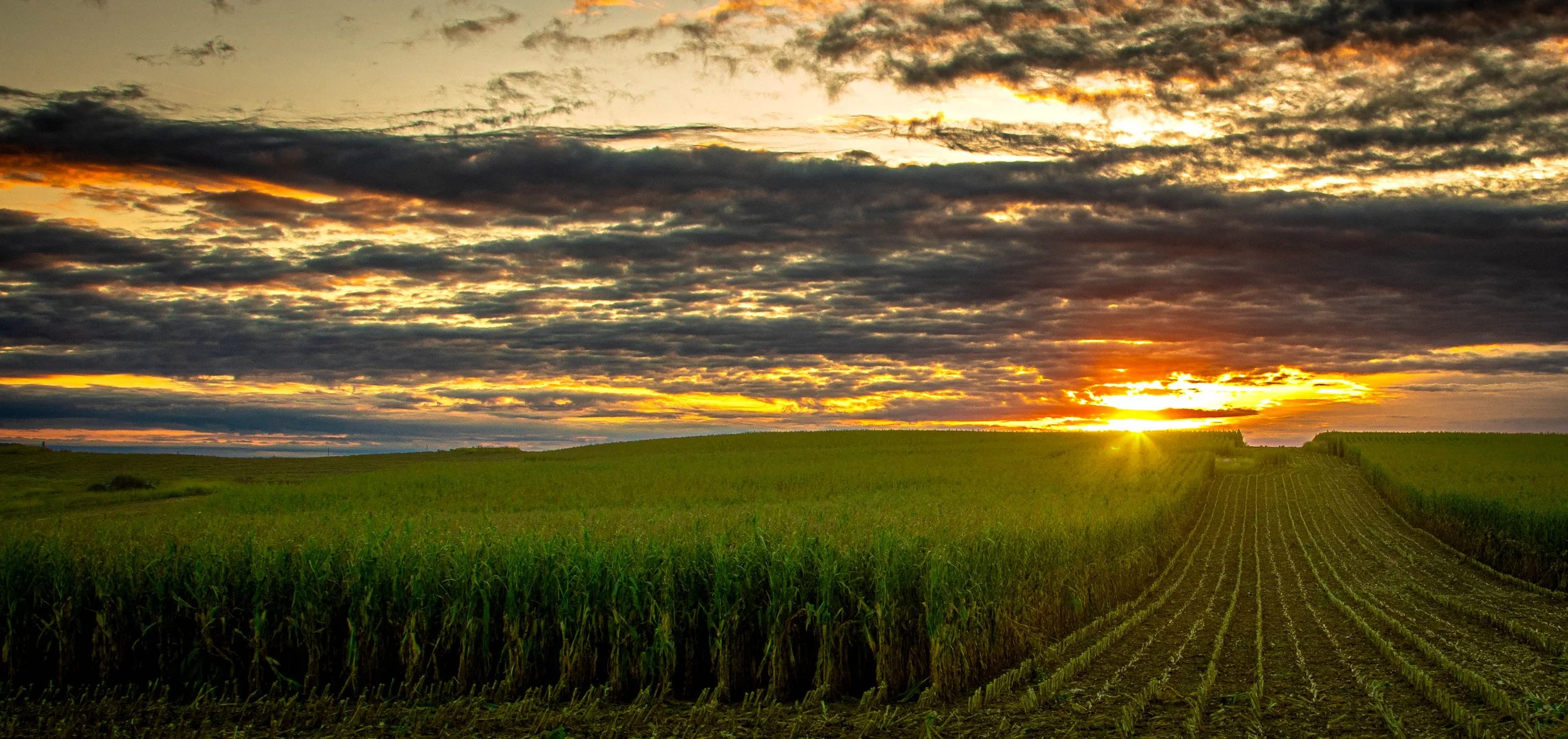 Lier Corn Sunset (1 of 1).jpg