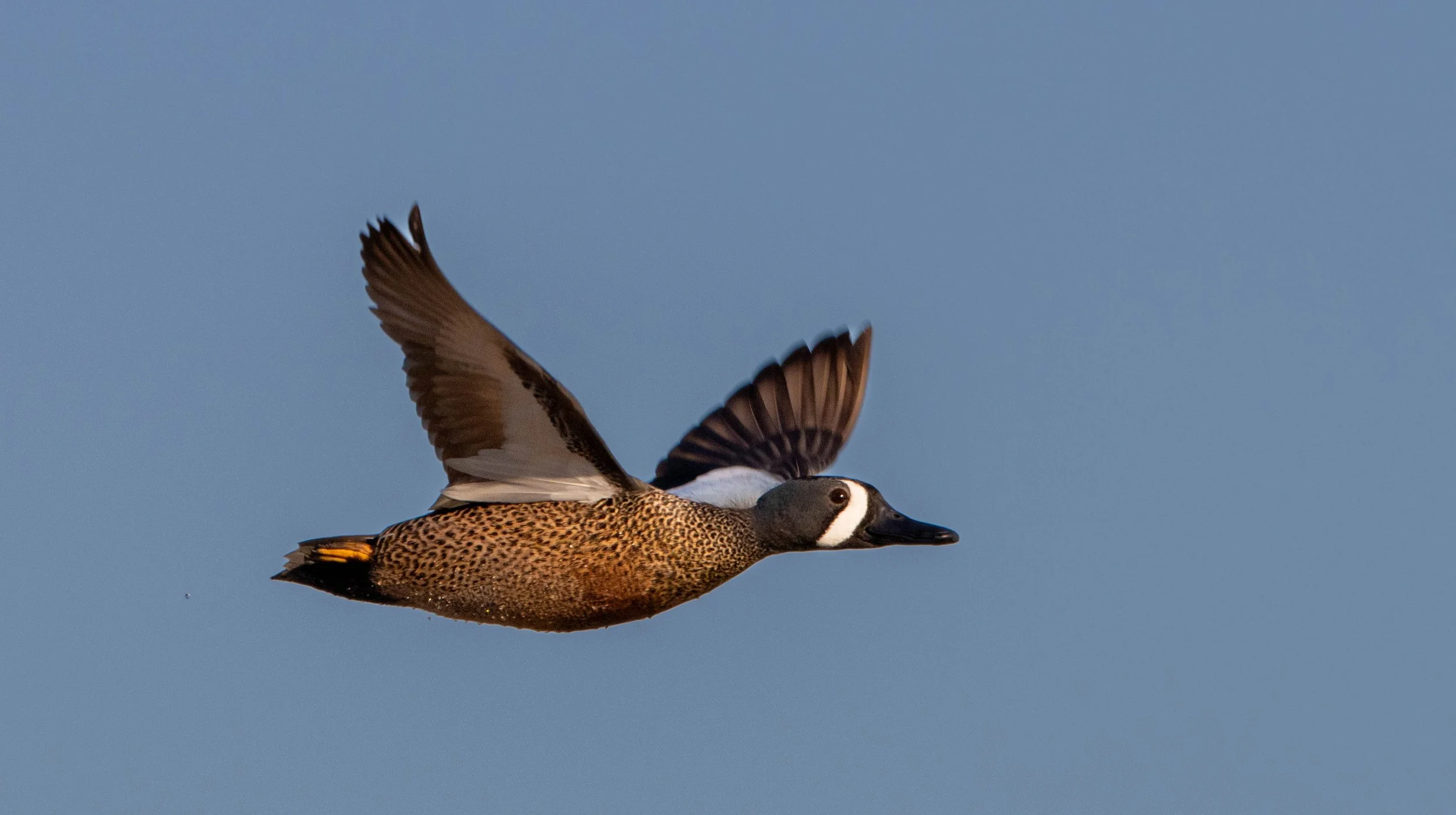 drake bwt flying2.jpg