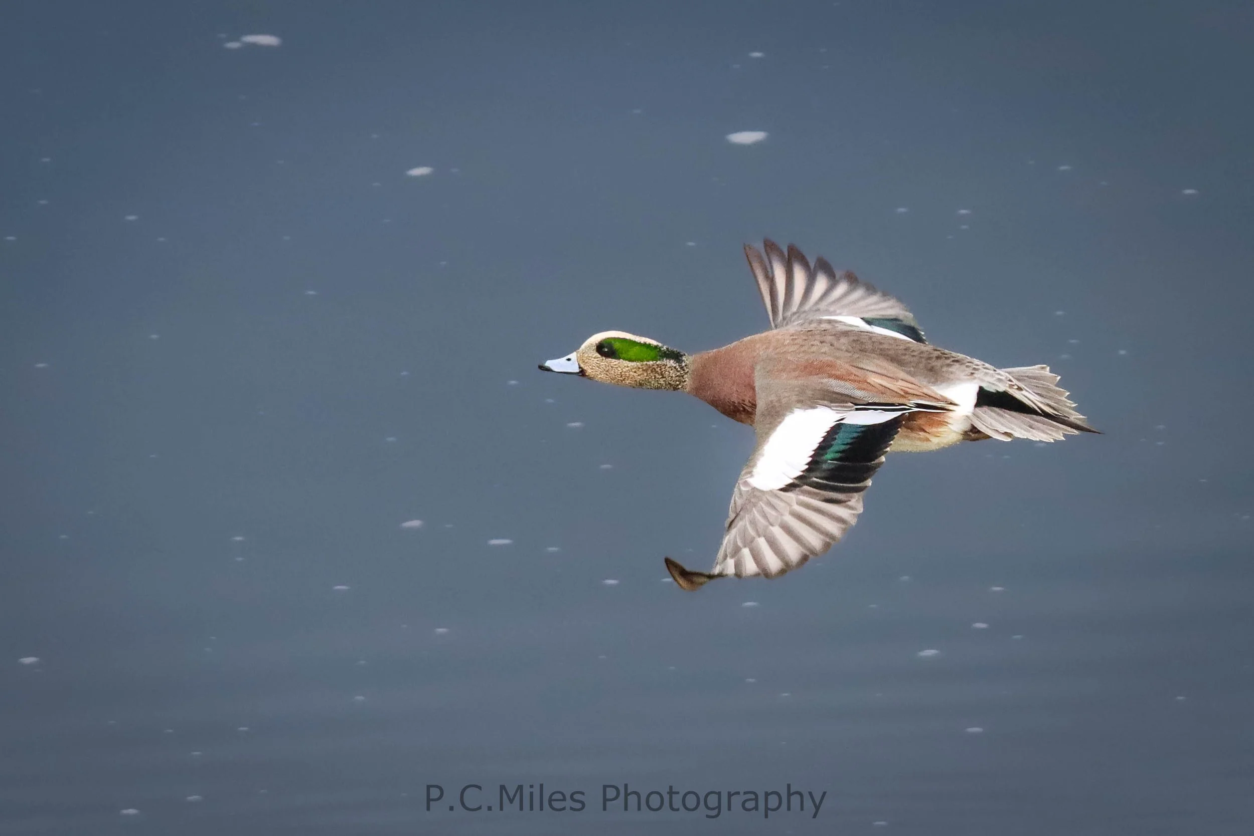 wigeon flying (1 of 1).jpg
