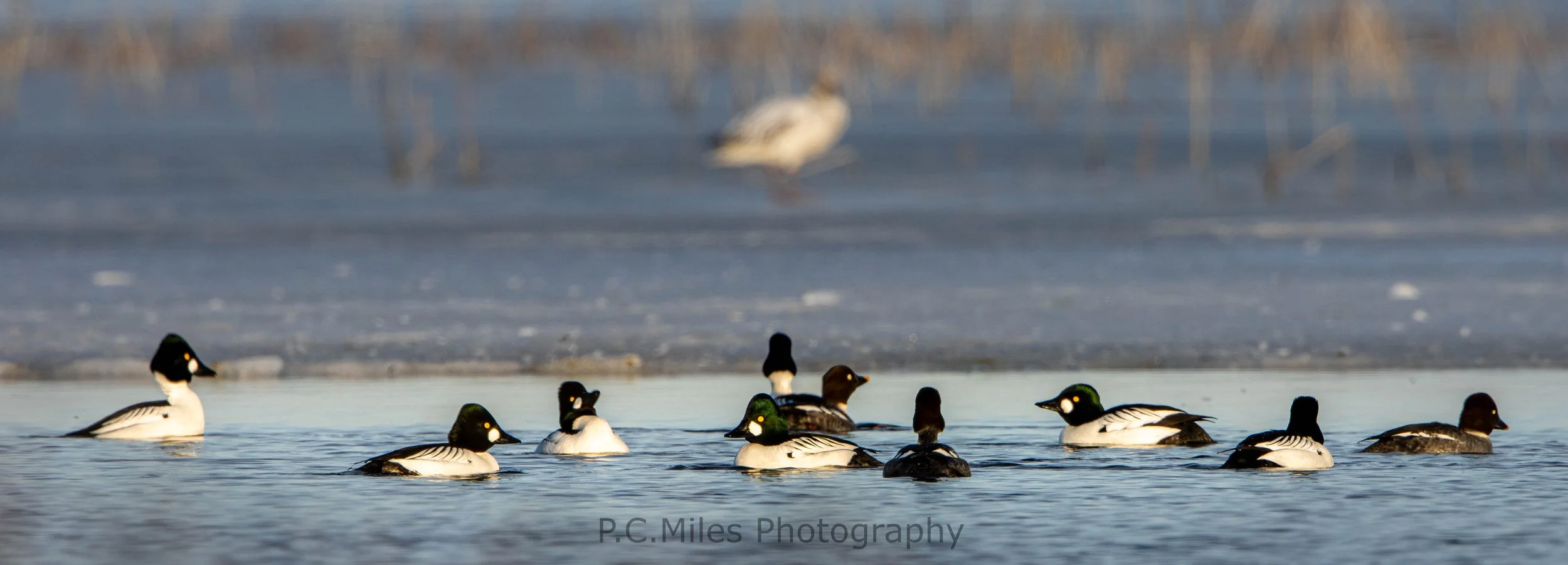 goldeneye spring flock (1 of 1).jpg