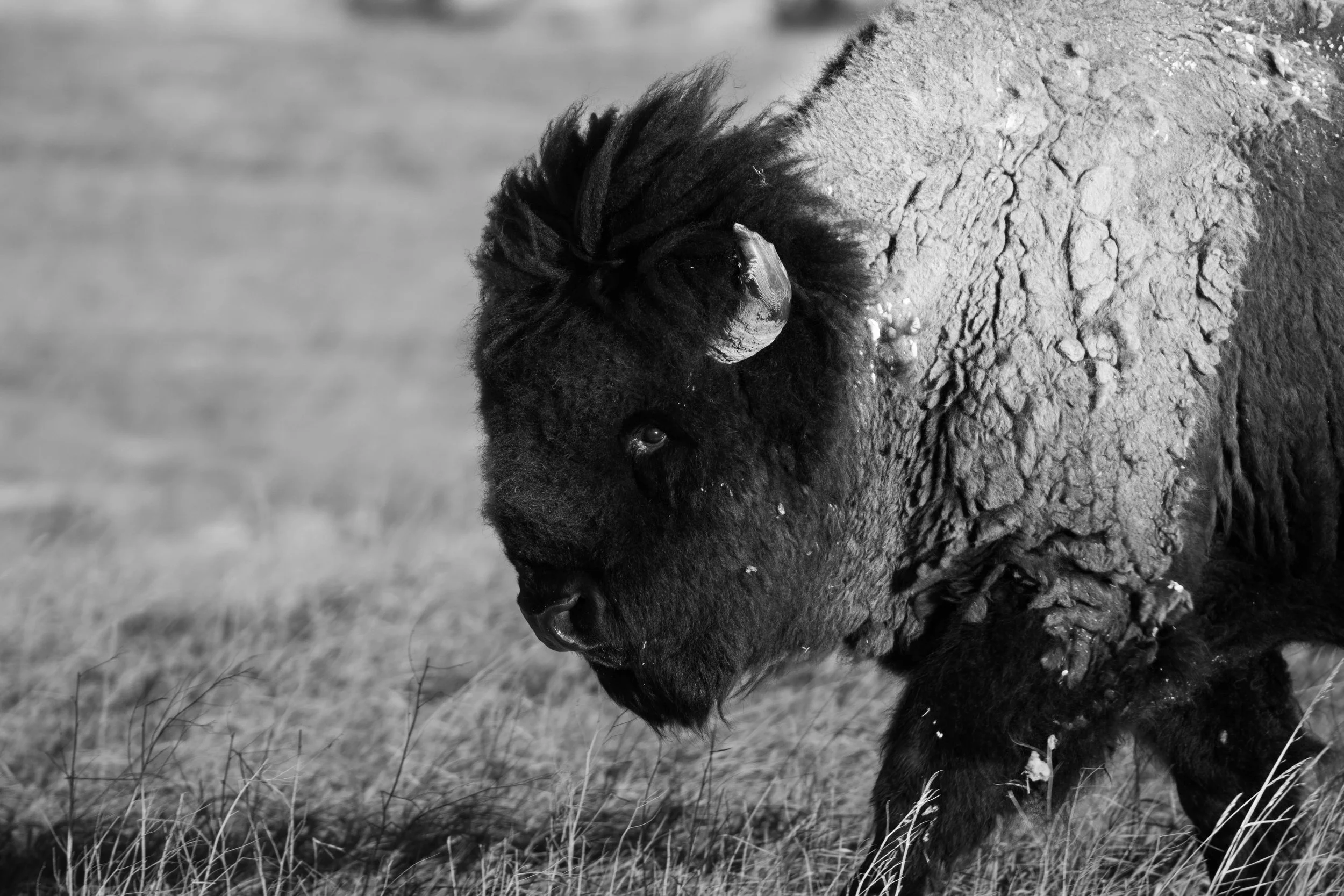 Badlands Bison B&W.jpg