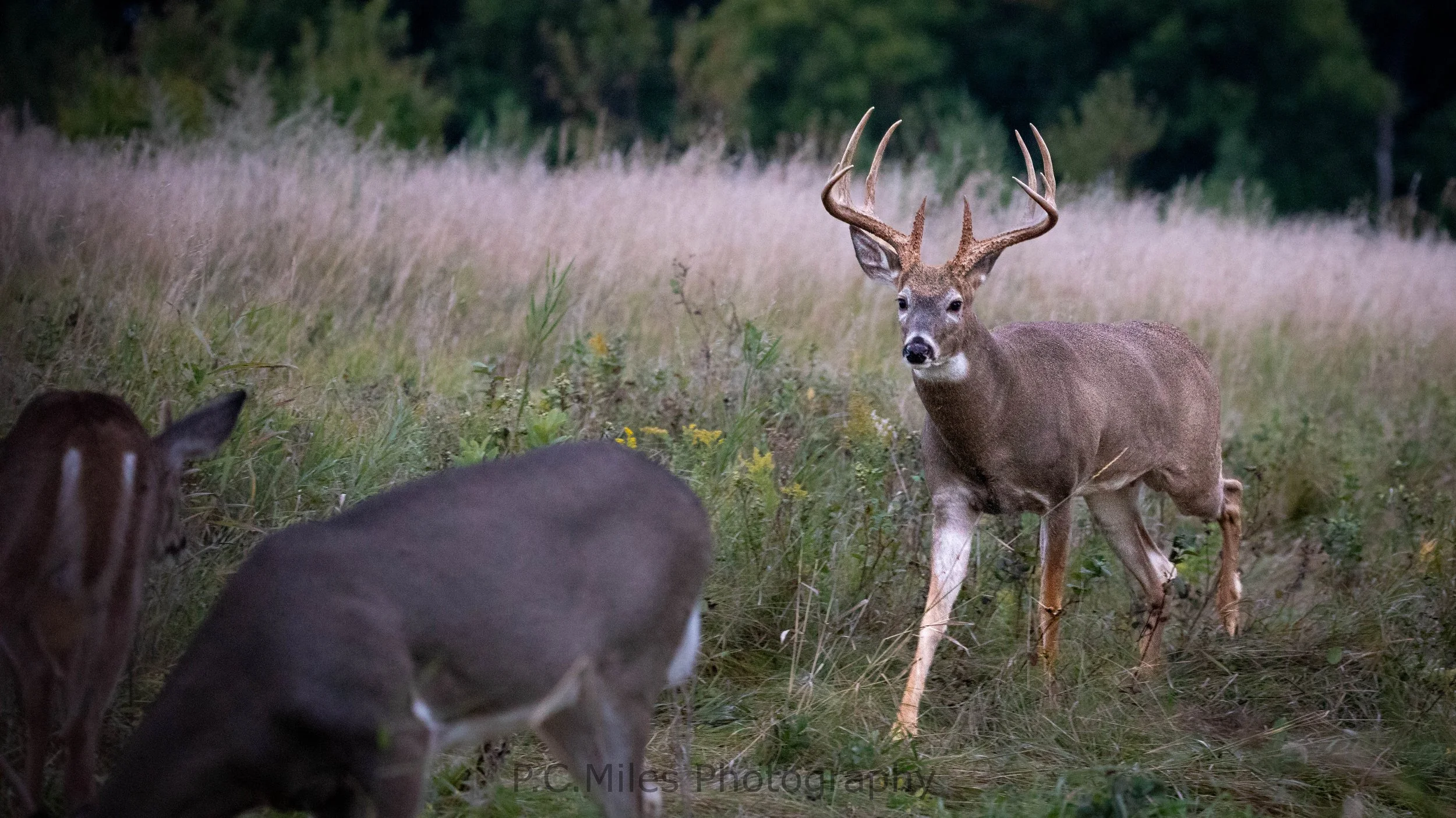 whitetail buck (1 of 1).jpg