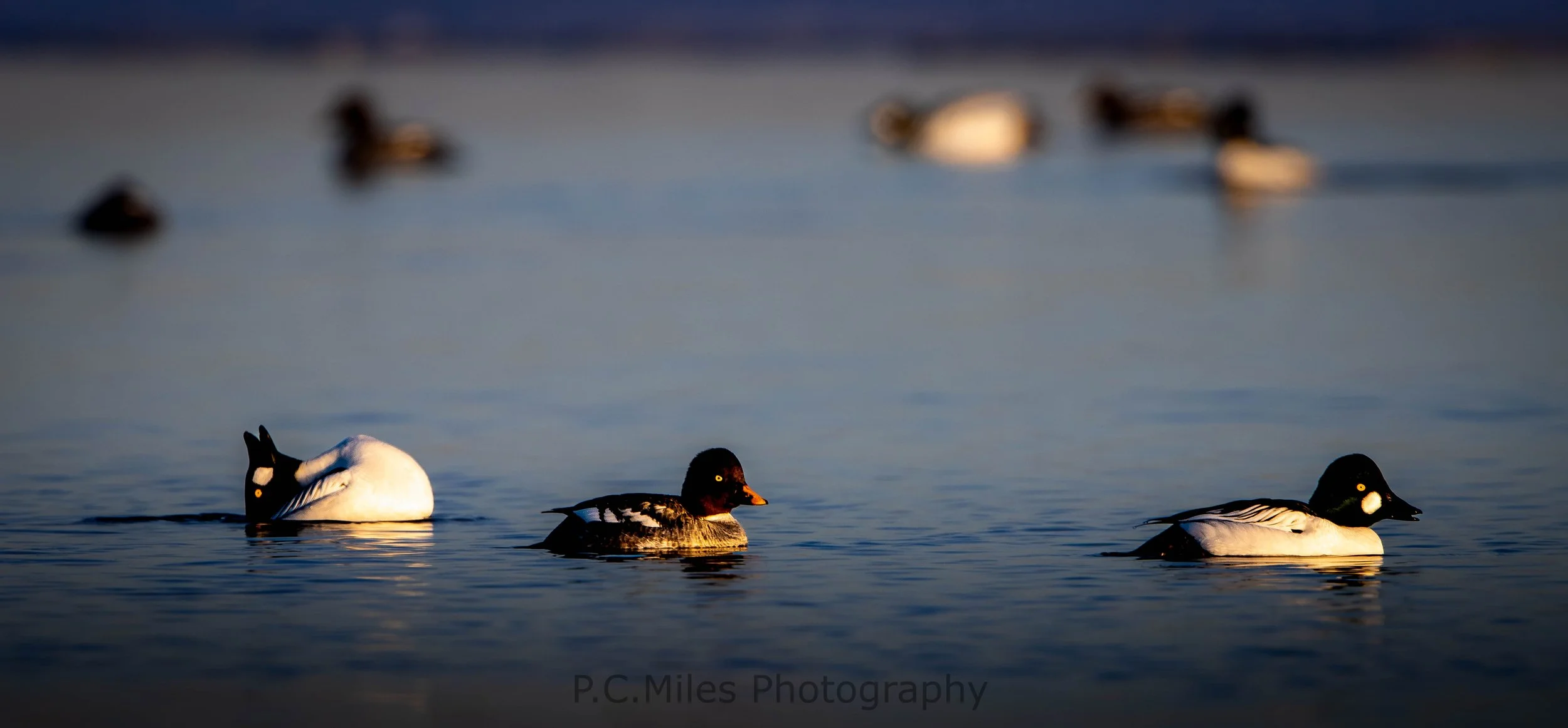 goldeneye trio 2 (1 of 1).jpg