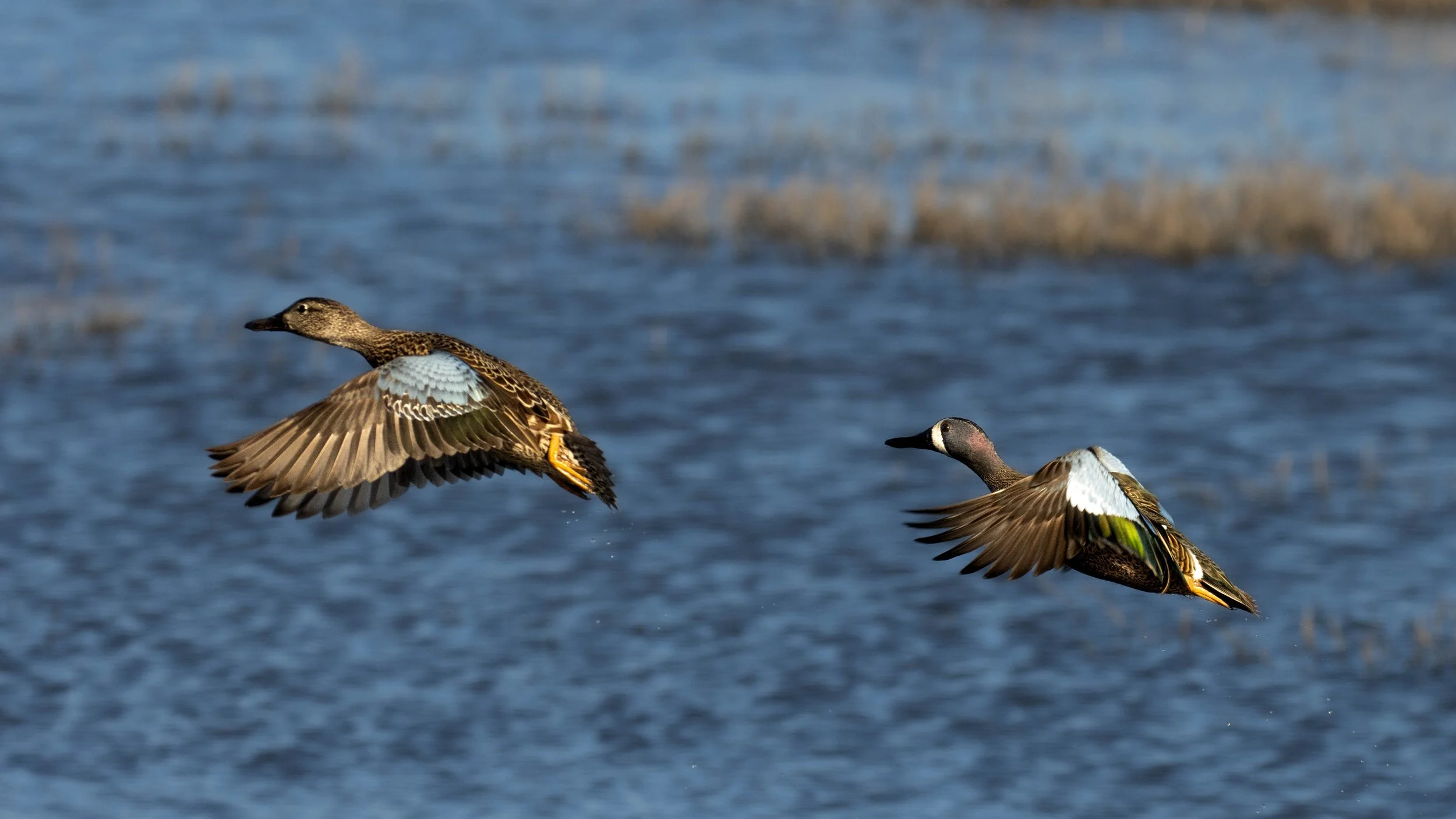 bwt pair.jpg