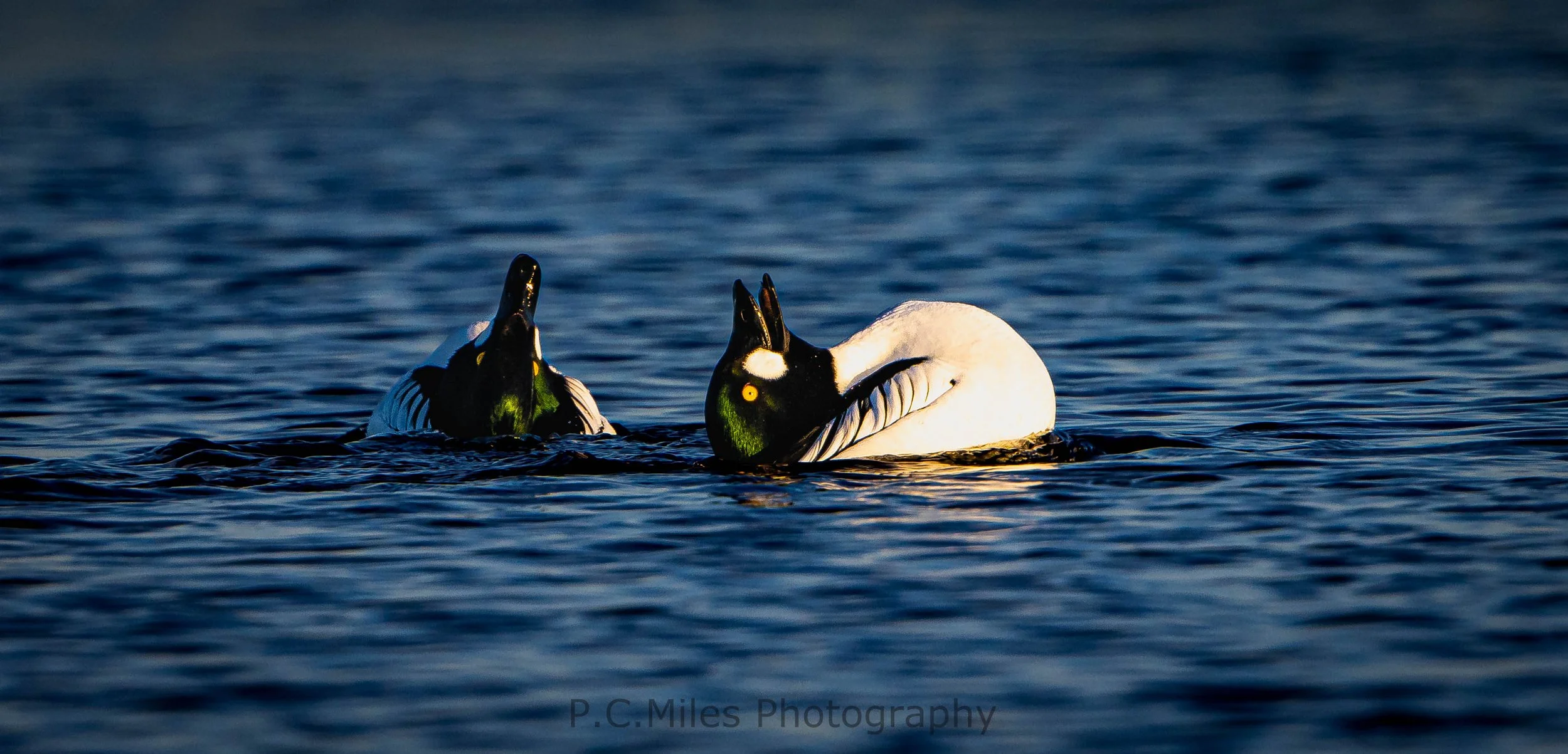 goldeneye drake pair (1 of 1).jpg