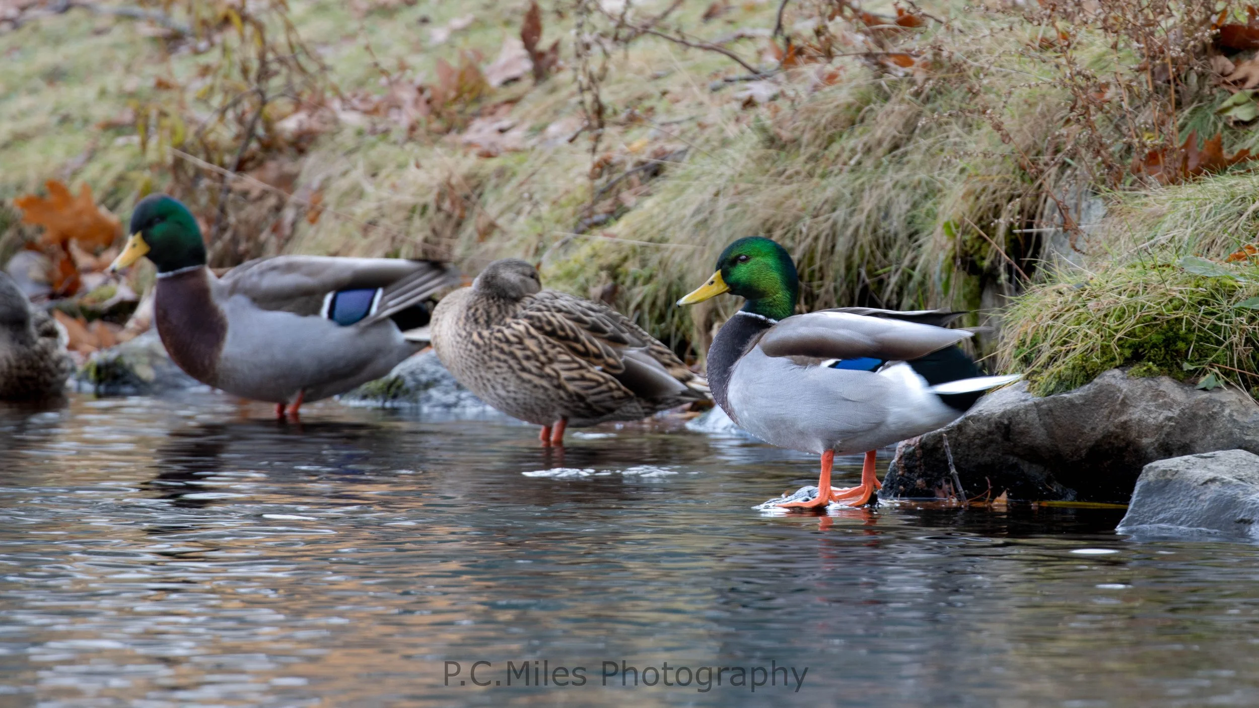Maine Mallards (1 of 1).jpg