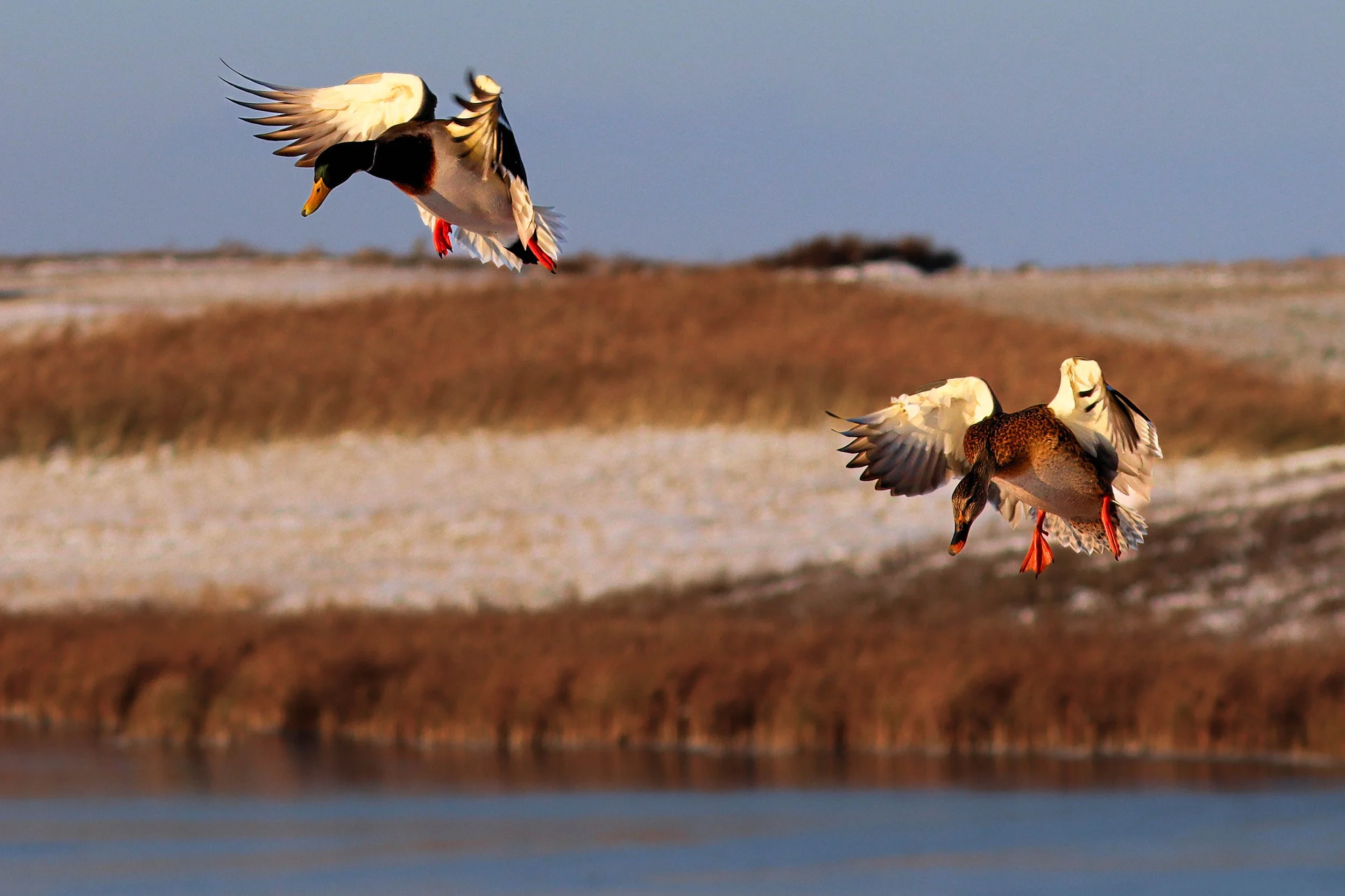 Mountain Pair Landing.jpg