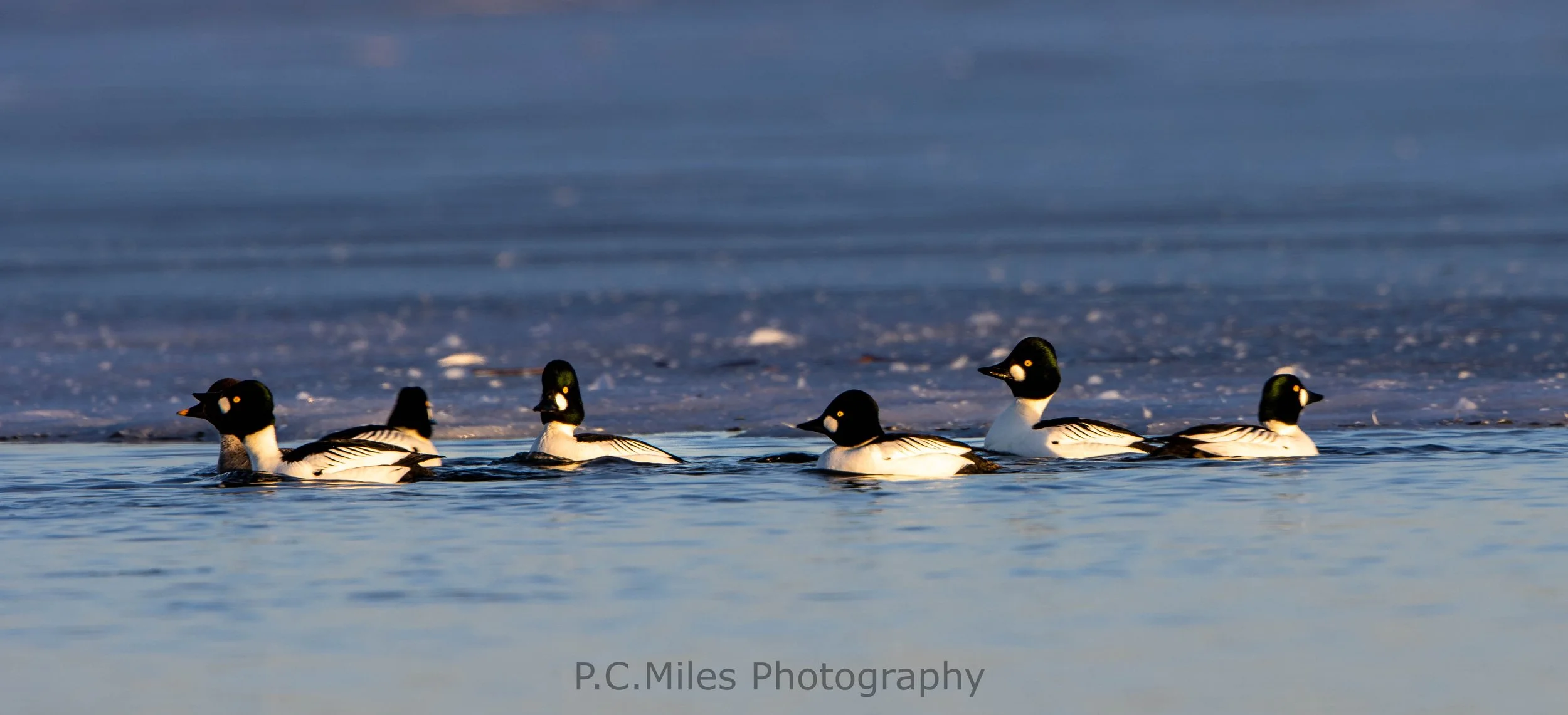 goldeneye flock courting (1 of 1).jpg