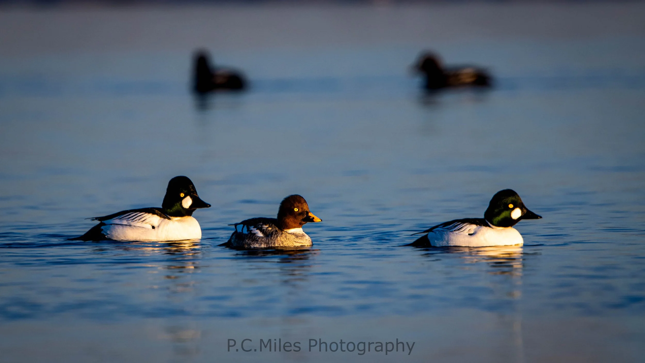 goldeneye trio (1 of 1).jpg