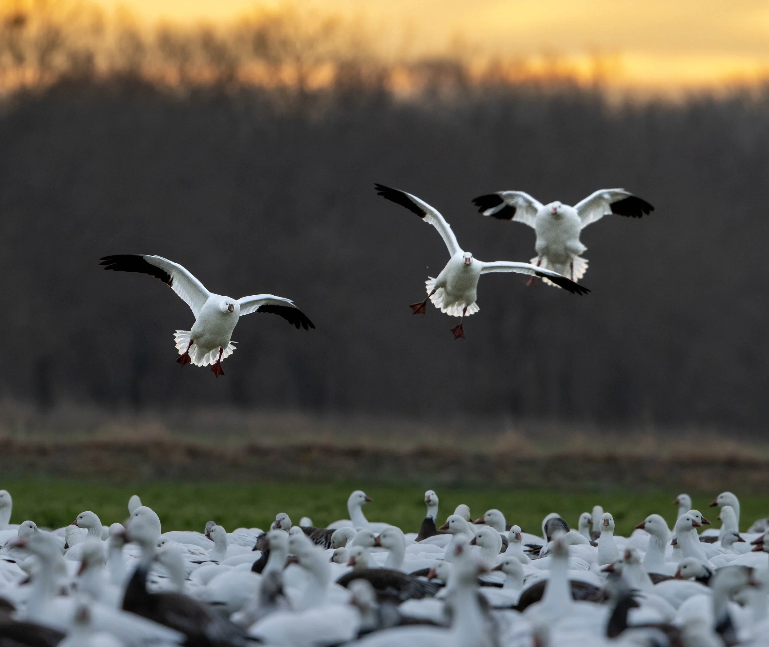 sunrise snows landing.jpg