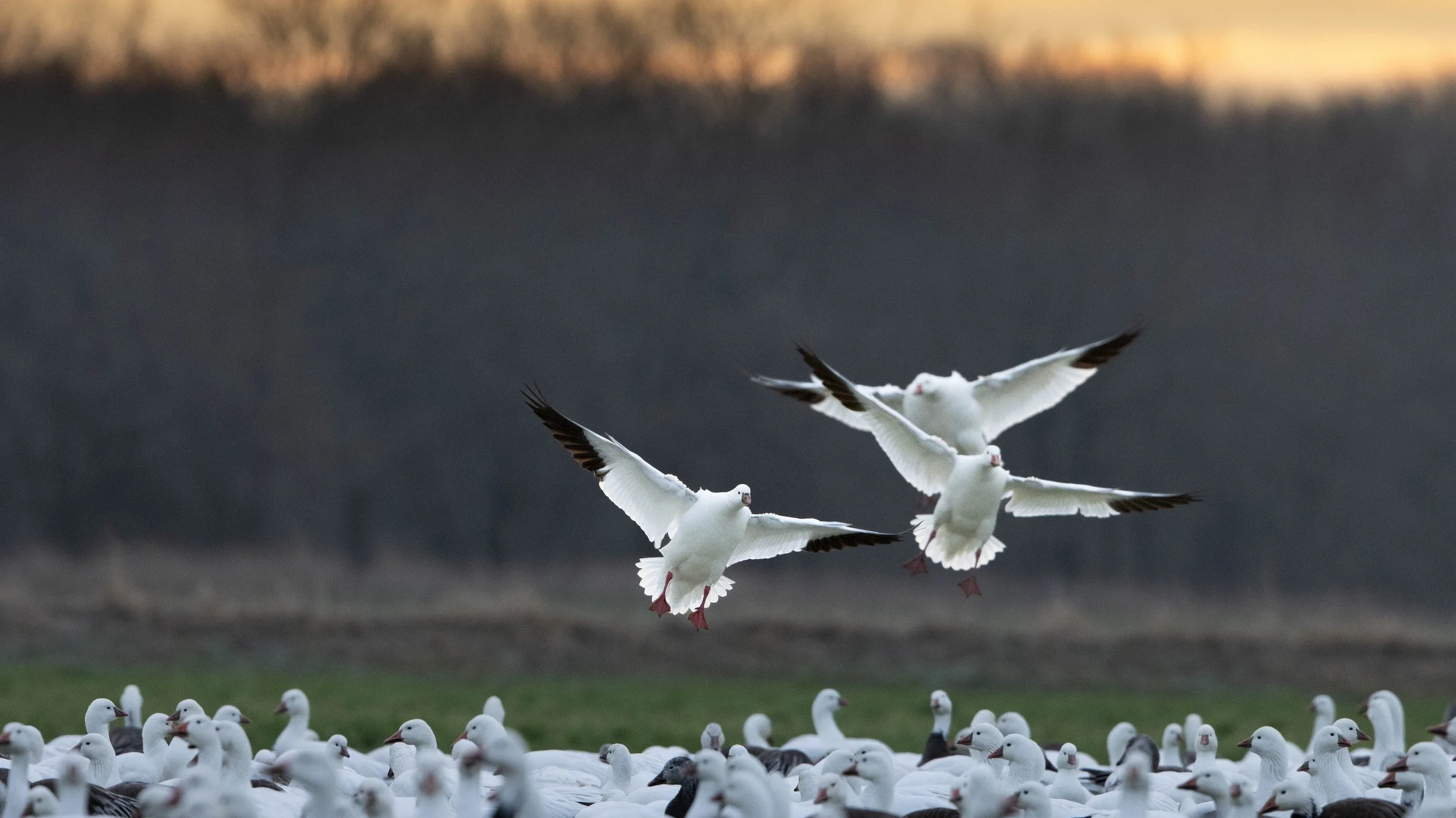 sunrise snows landing 2.jpg