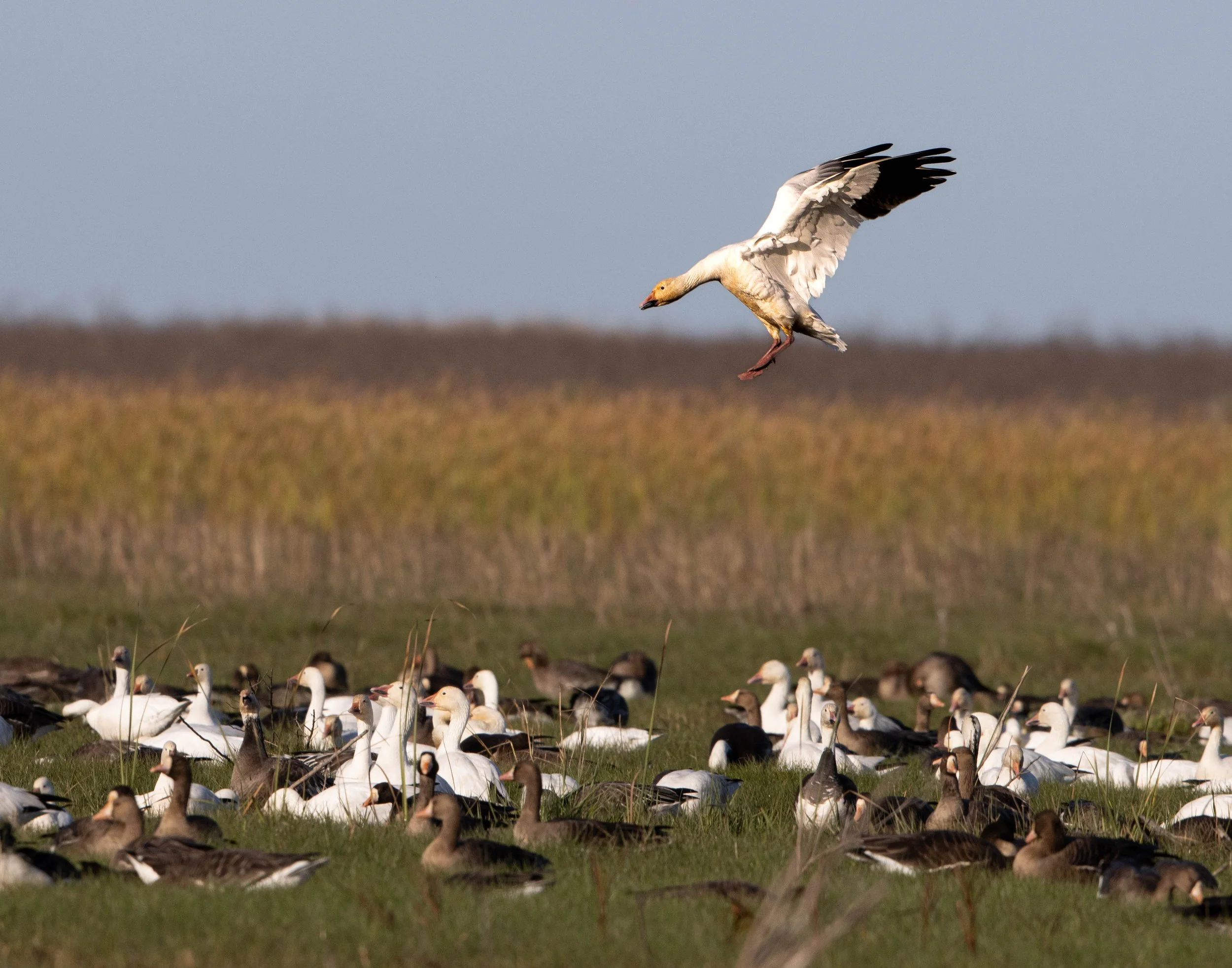 anauac snow goose landing.jpg