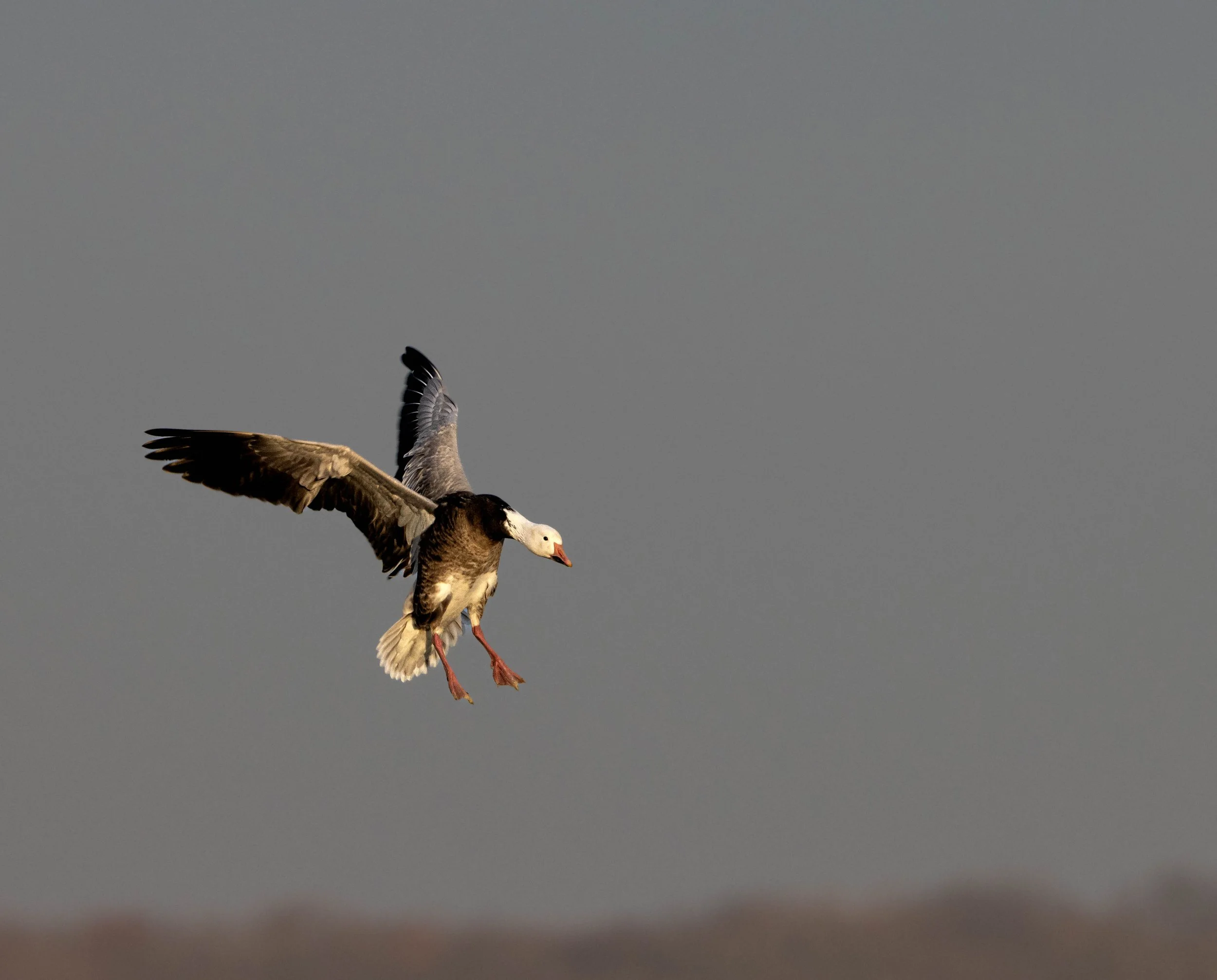 landing blue goose.jpg