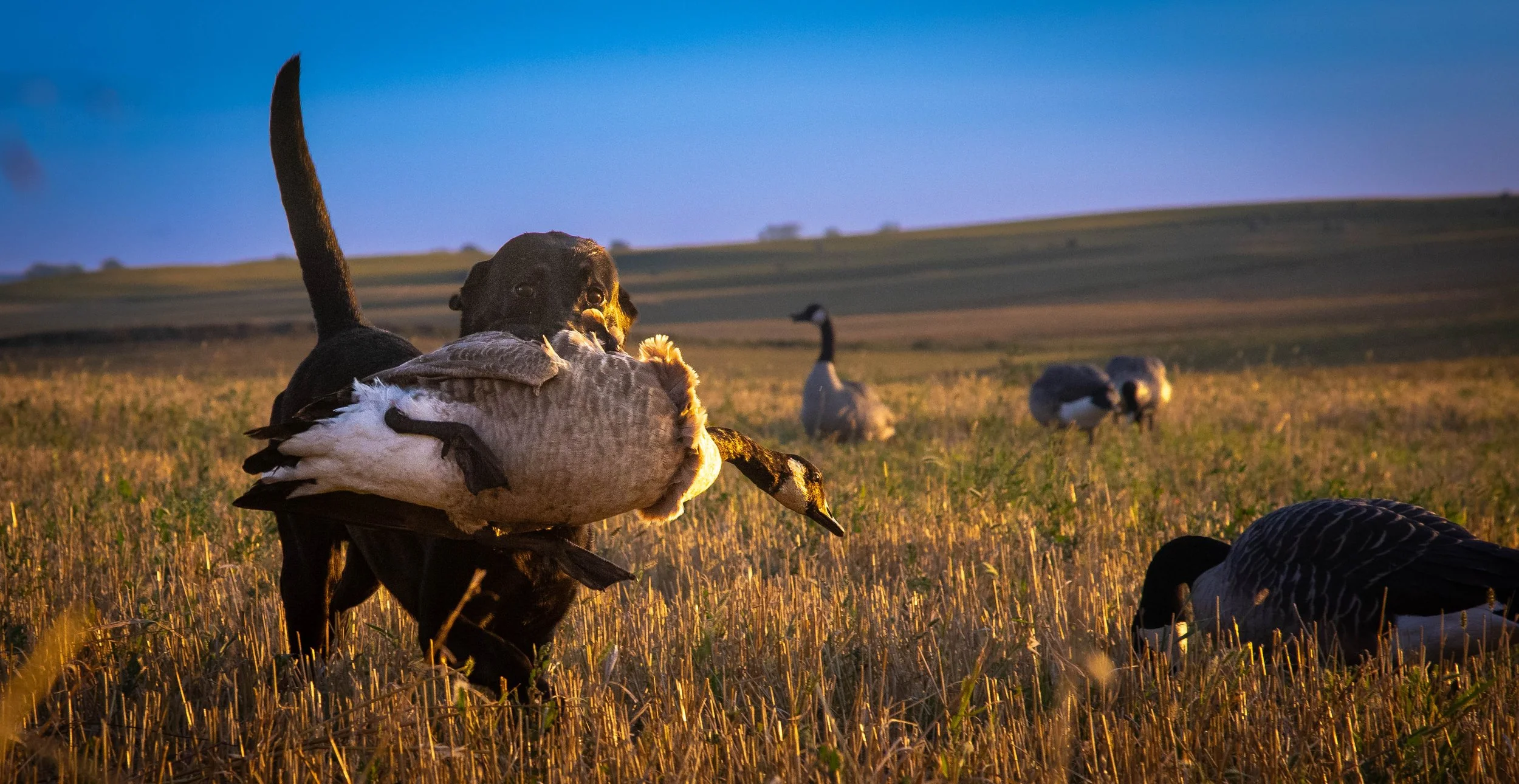 2026 kuba early goose 2 (1 of 1).jpg