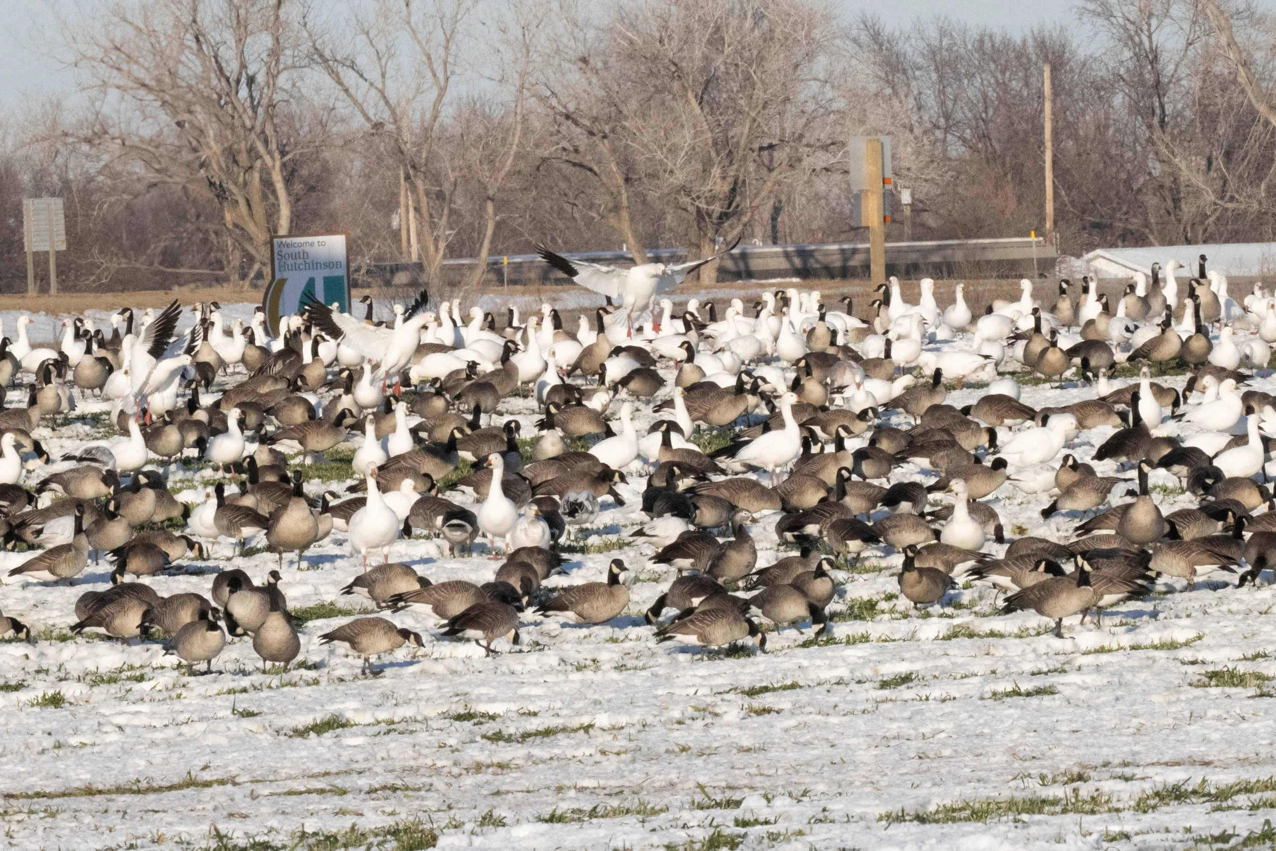 banded snow.jpg