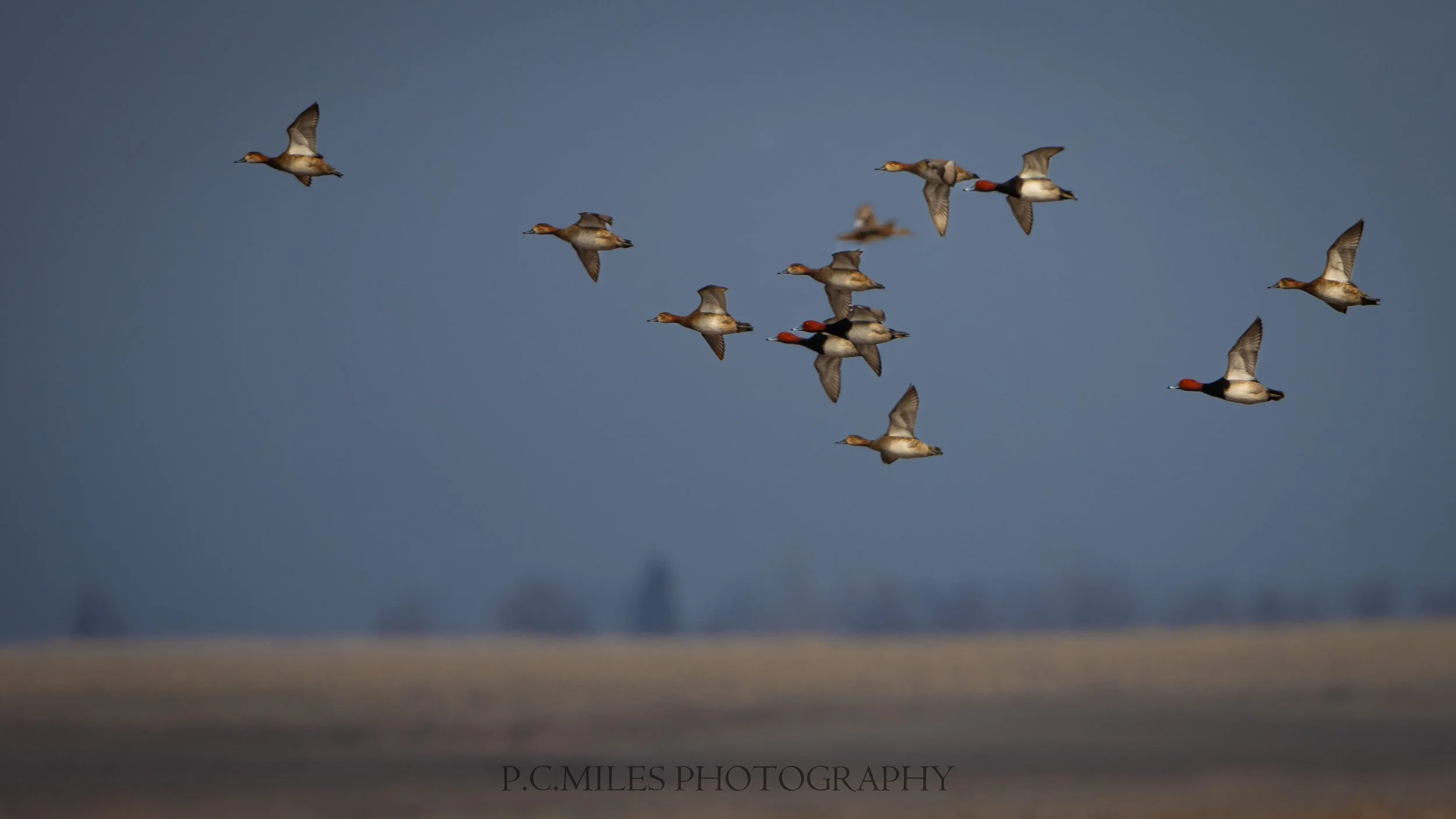 redhead field flock (1 of 1).jpg