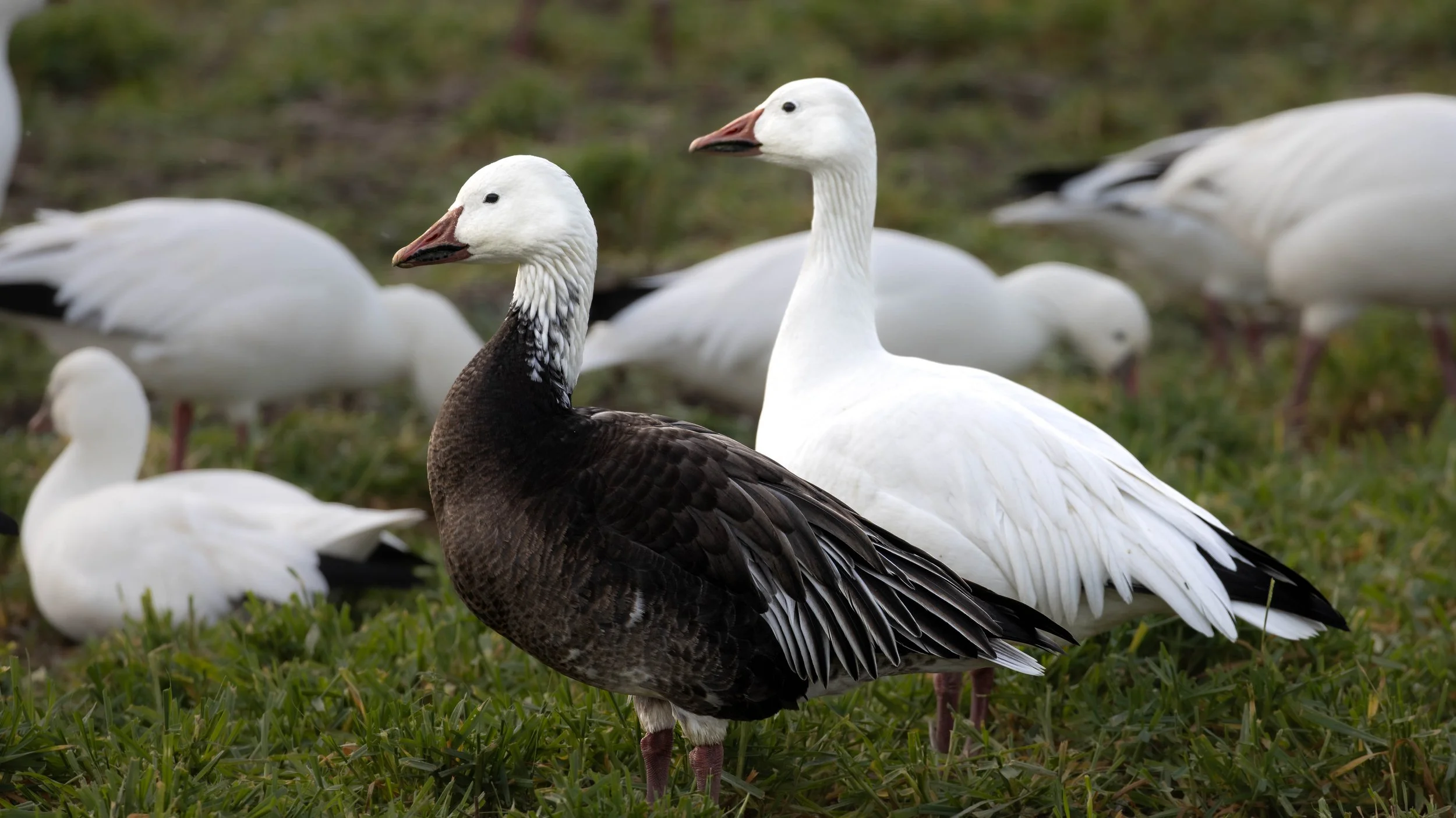 blue goose and snow goose profile.jpg