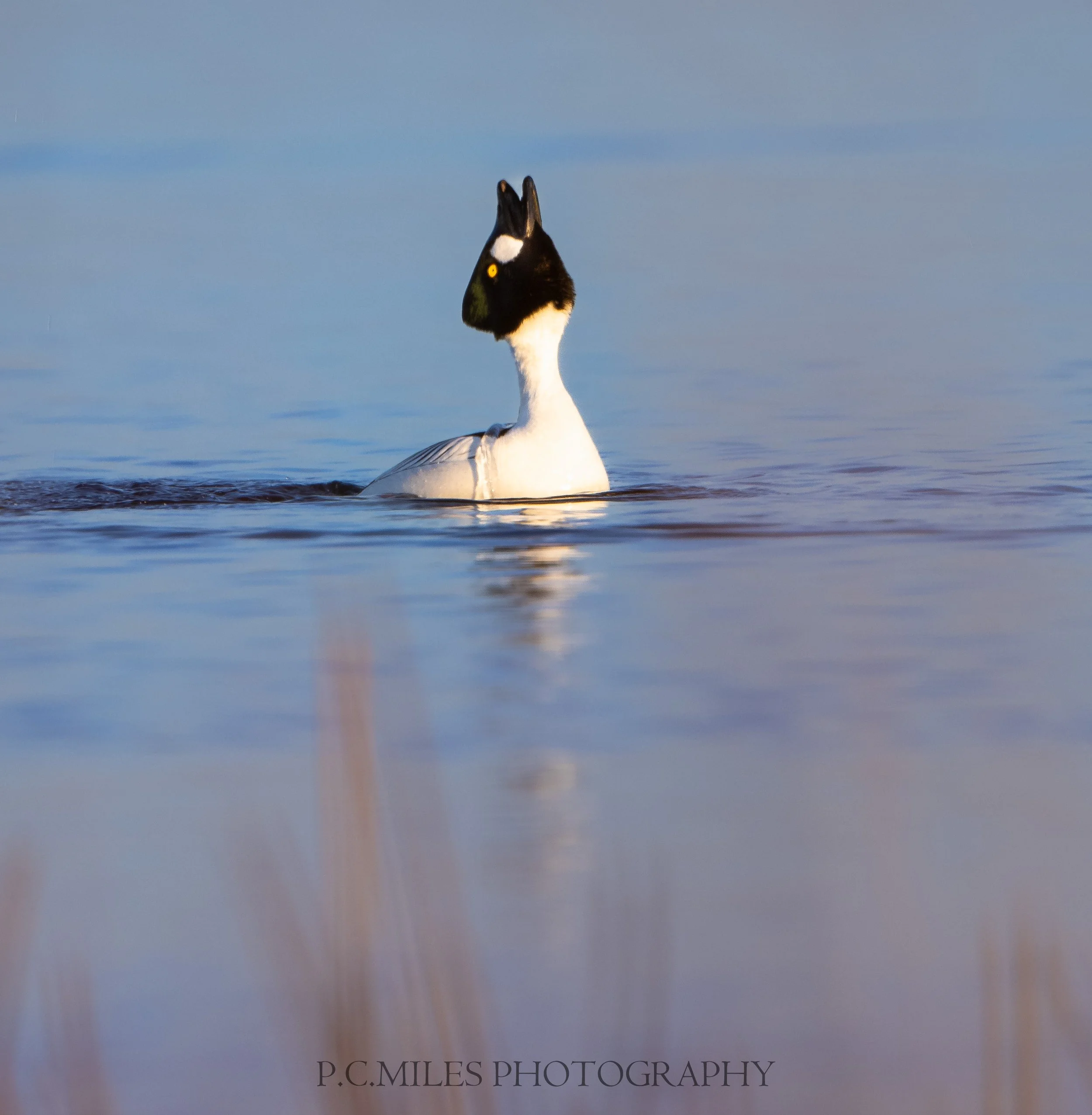 Goldeneye Courtship