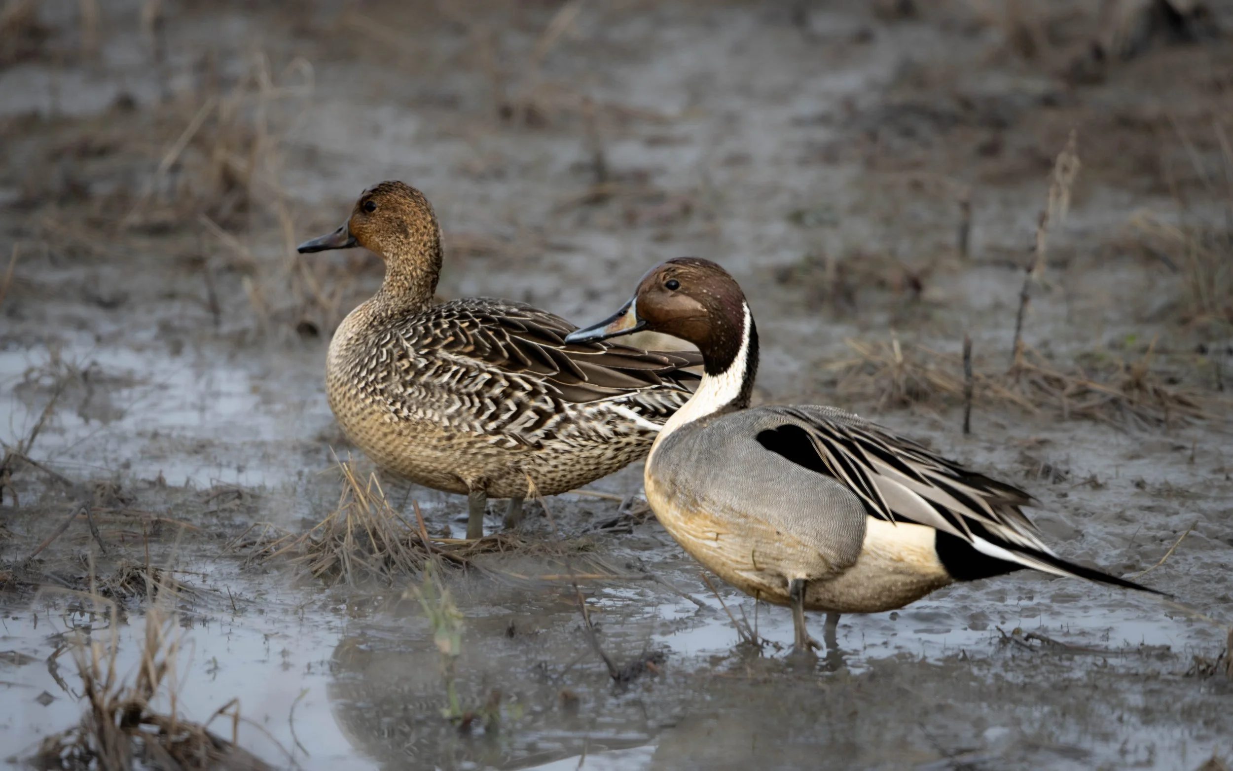 pintail pair.jpg