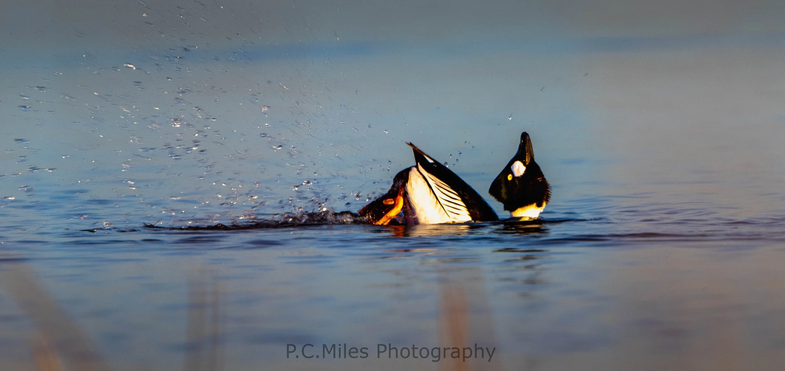 courting goldeneye (1 of 1).jpg