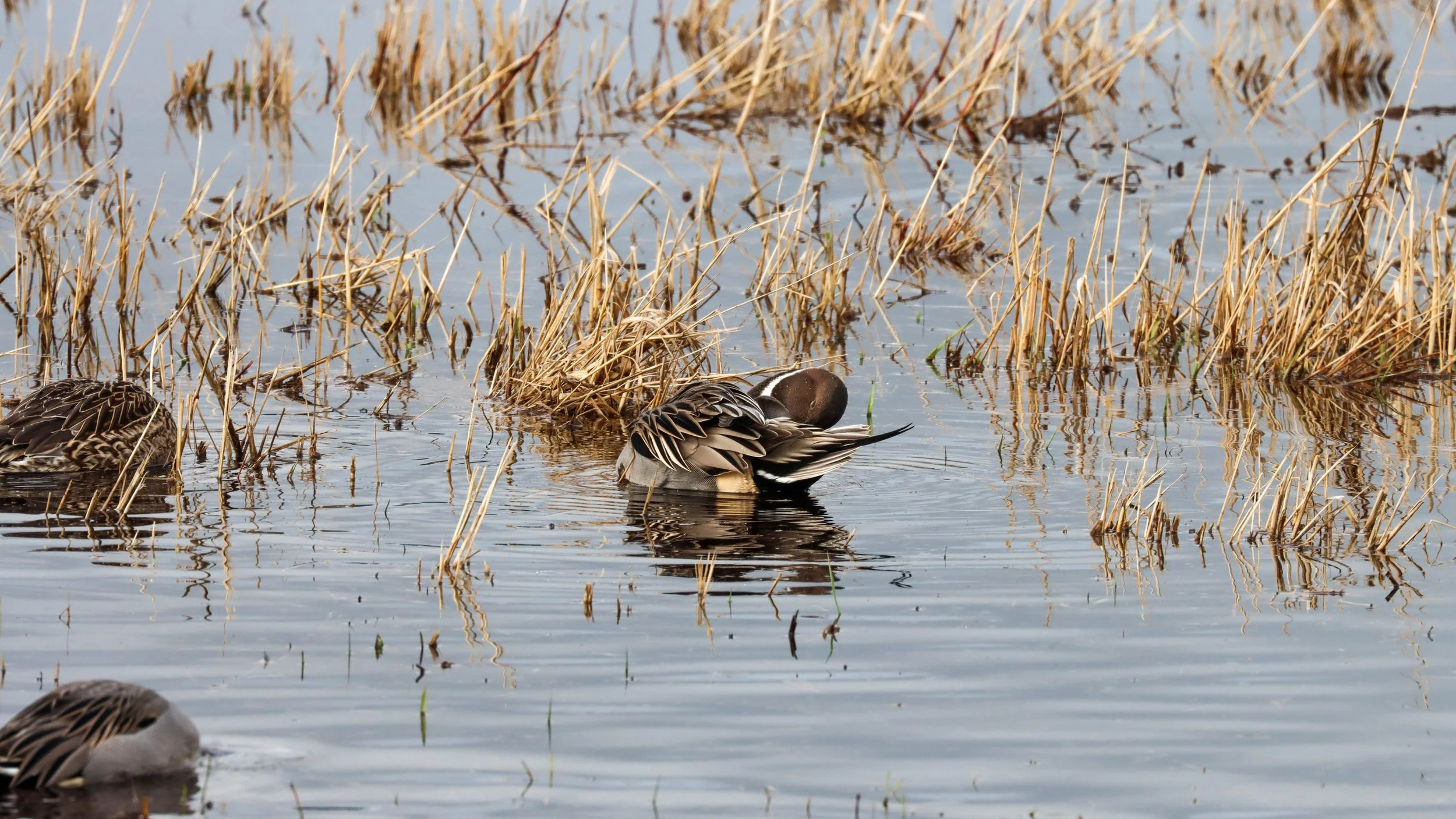 Preening Pintail.jpg